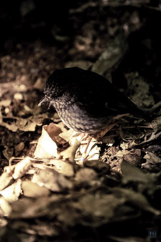 Robin 1