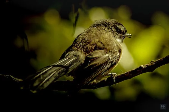 Fantail