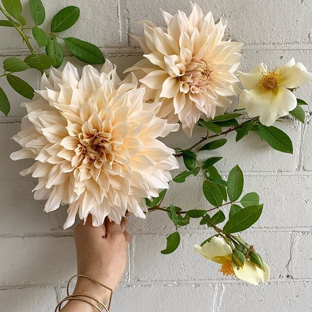 My mum grows very beautiful dahlias and roses 👌