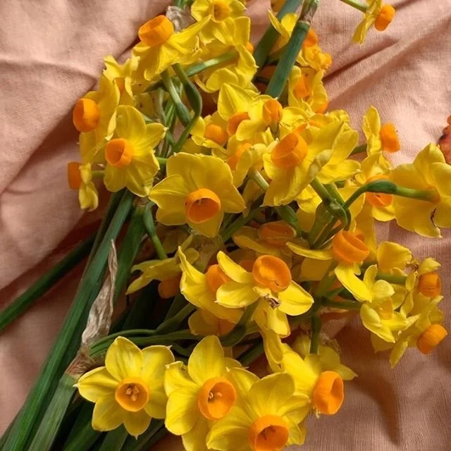 A little ditty from my garden in autumn including narcissus {growing out of season in these strange times}, strawberry and Japanese anemone foliage, geranium, rhubarb leaves turning a wonderful range of colours {and bug nibbled, ah well🤷🏻&zwj;♀️}, 