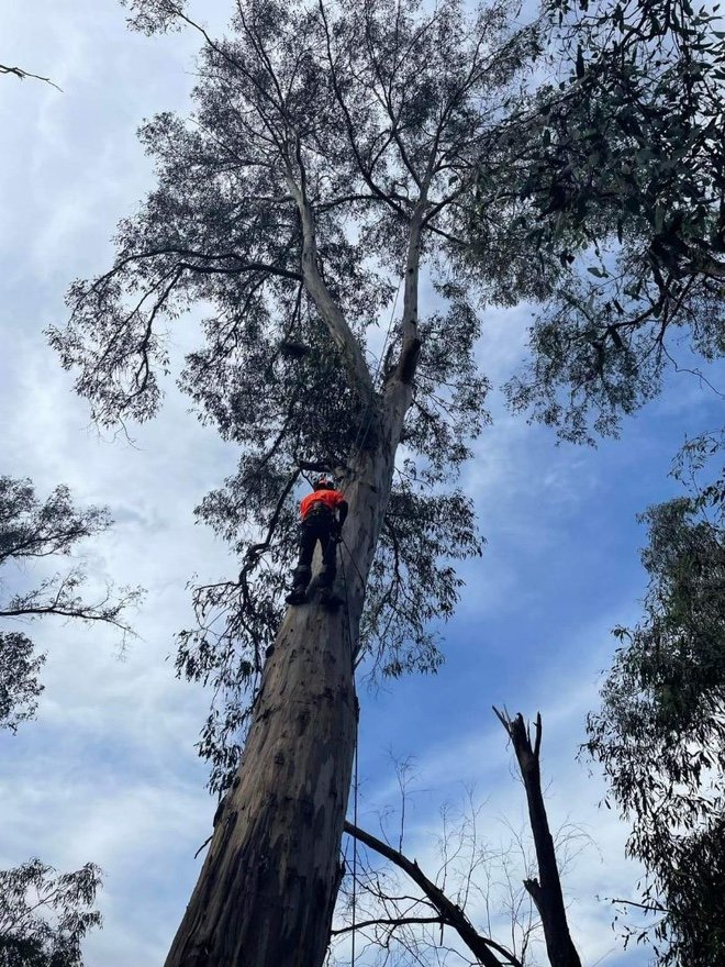 Large Tree Deadwood Prune, Mount Dandenong