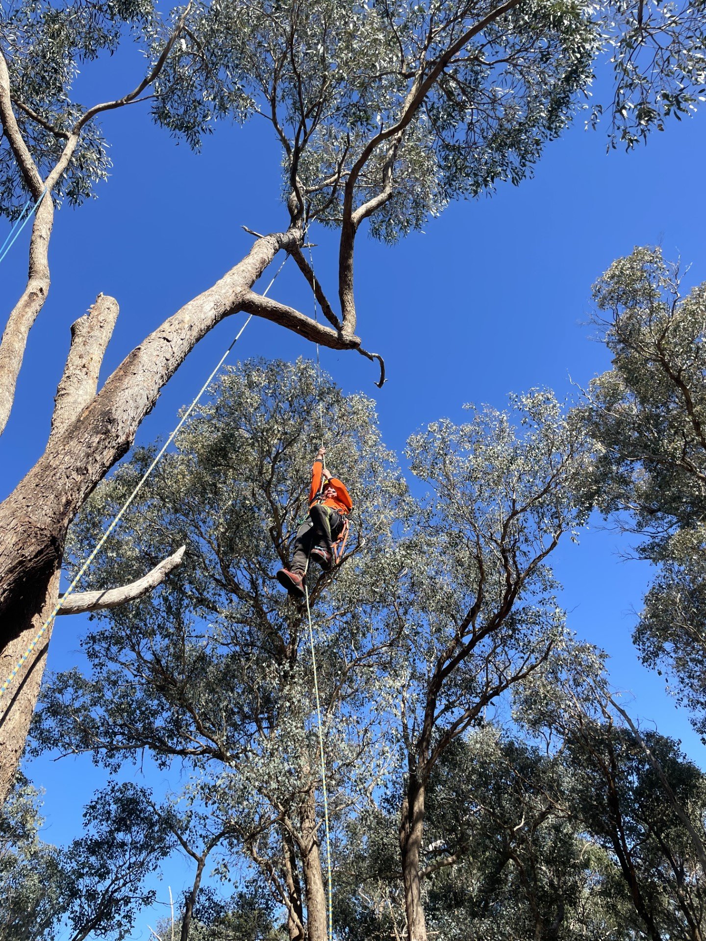 Canopy Reduction, Heathmont