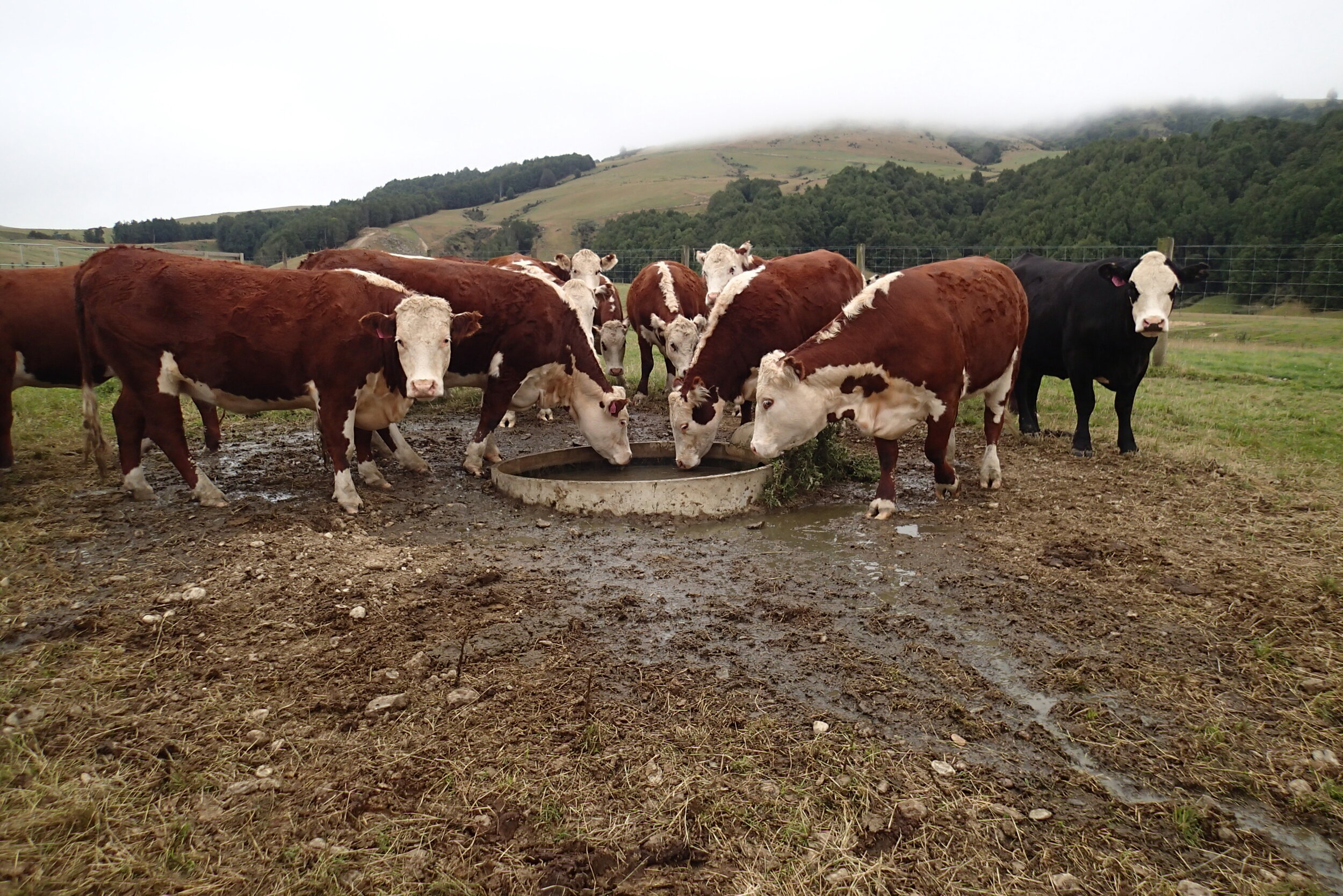 trough cleaned and cattle are keen for some clean drinking water