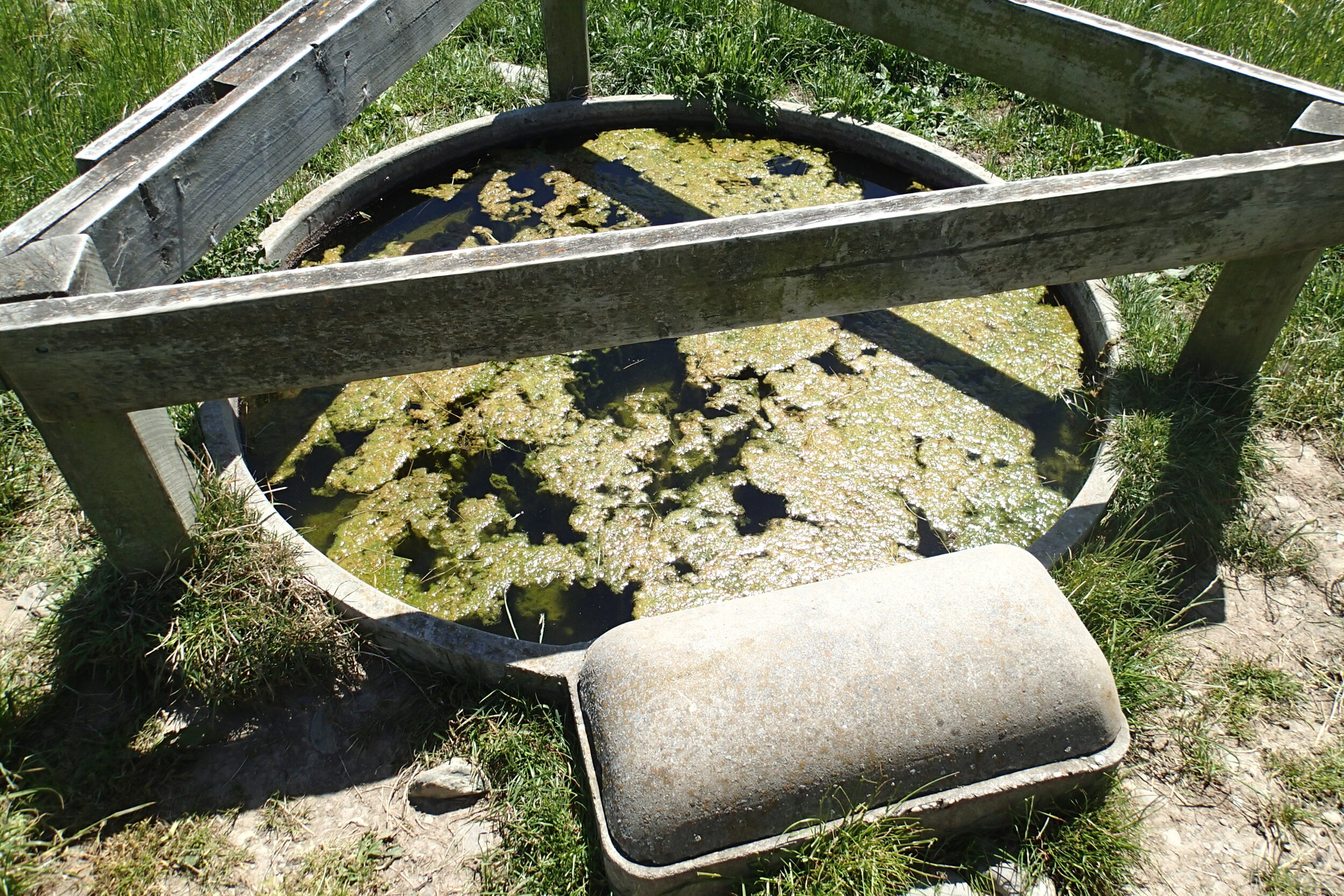 floating algae makes drinking difficult in this dirty trough 