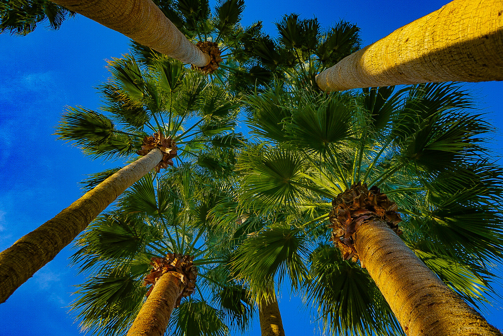 Palm Springs Palm Trees.jpg
