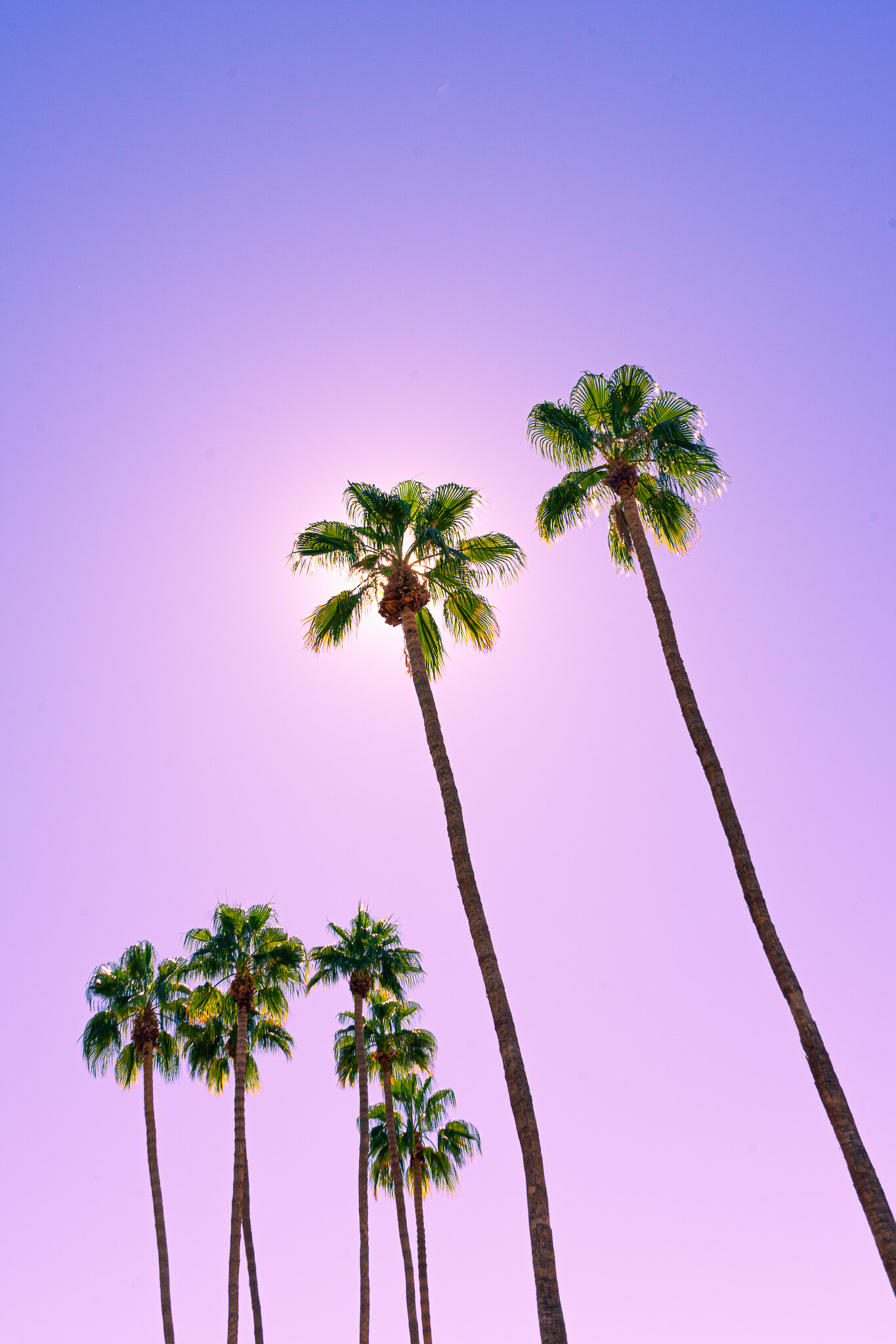 Palm Springs Purple Sky.jpg