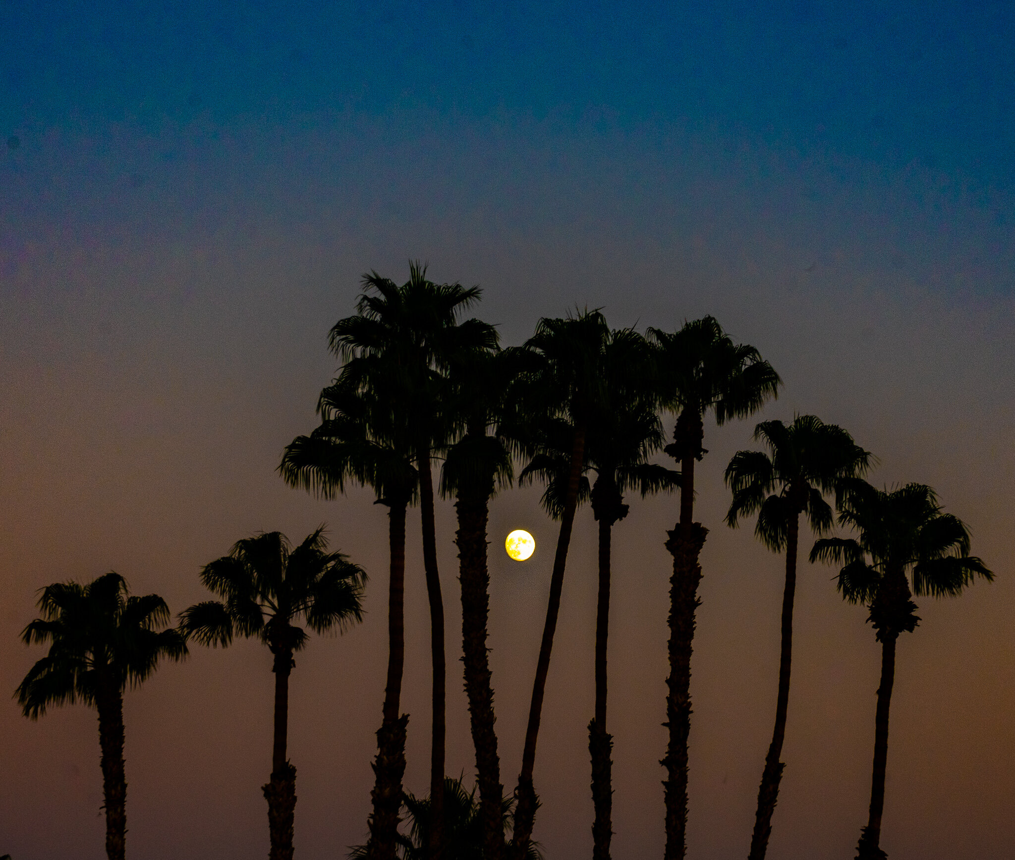 Palm Springs Moon Betwixt Palm Trees.jpg