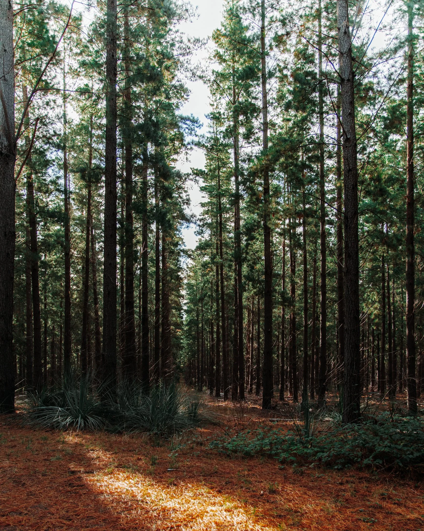 Kuitpo Revisited-4.jpeg