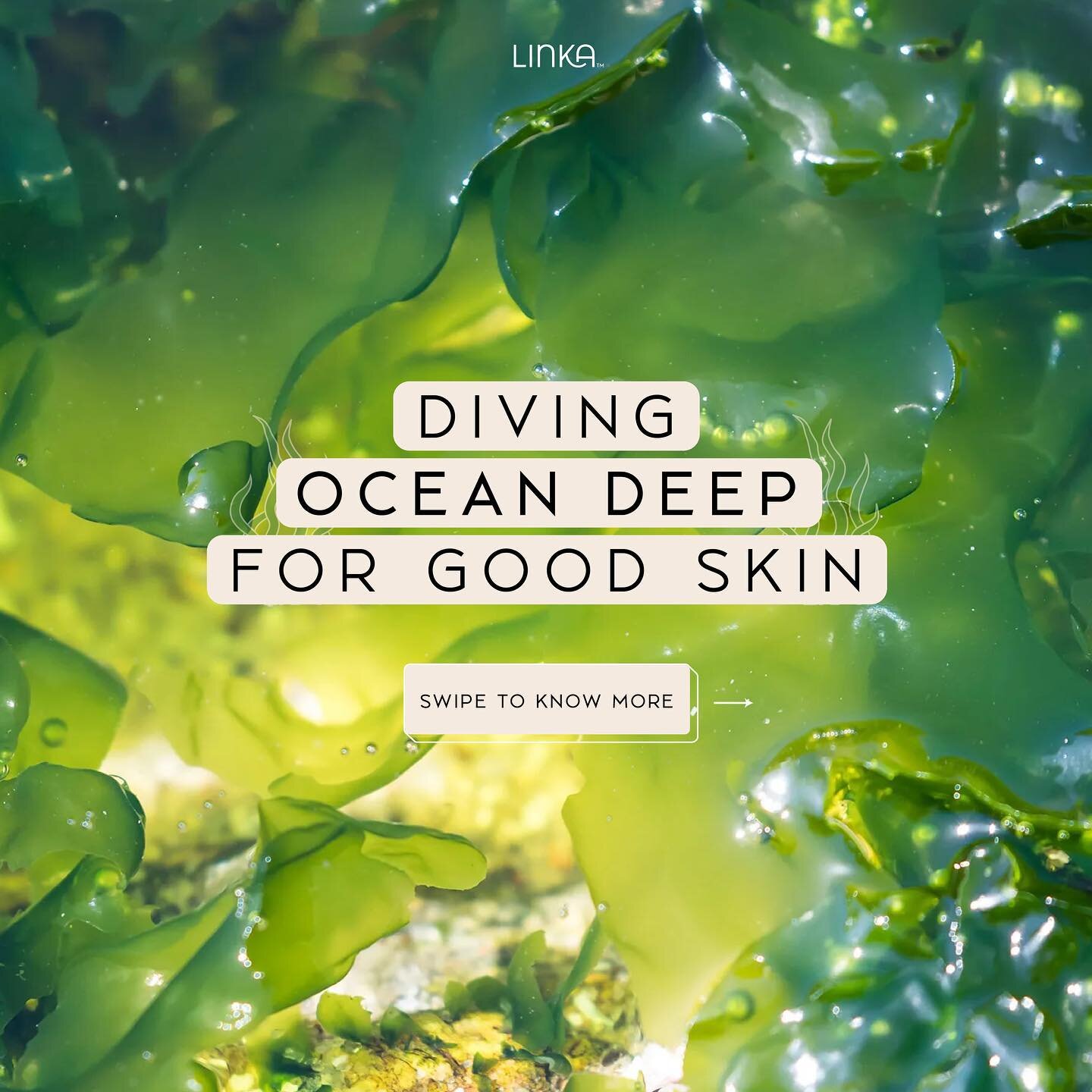 Getting up, close and personal with this slippery oceanic marvel and dissecting the many benefits it has for skin! 🌊

Swipe to find out where you can find this ocean treasure in Linka Skincare products🧖🏻&zwj;♀️

Available for purchase via #LinkinB