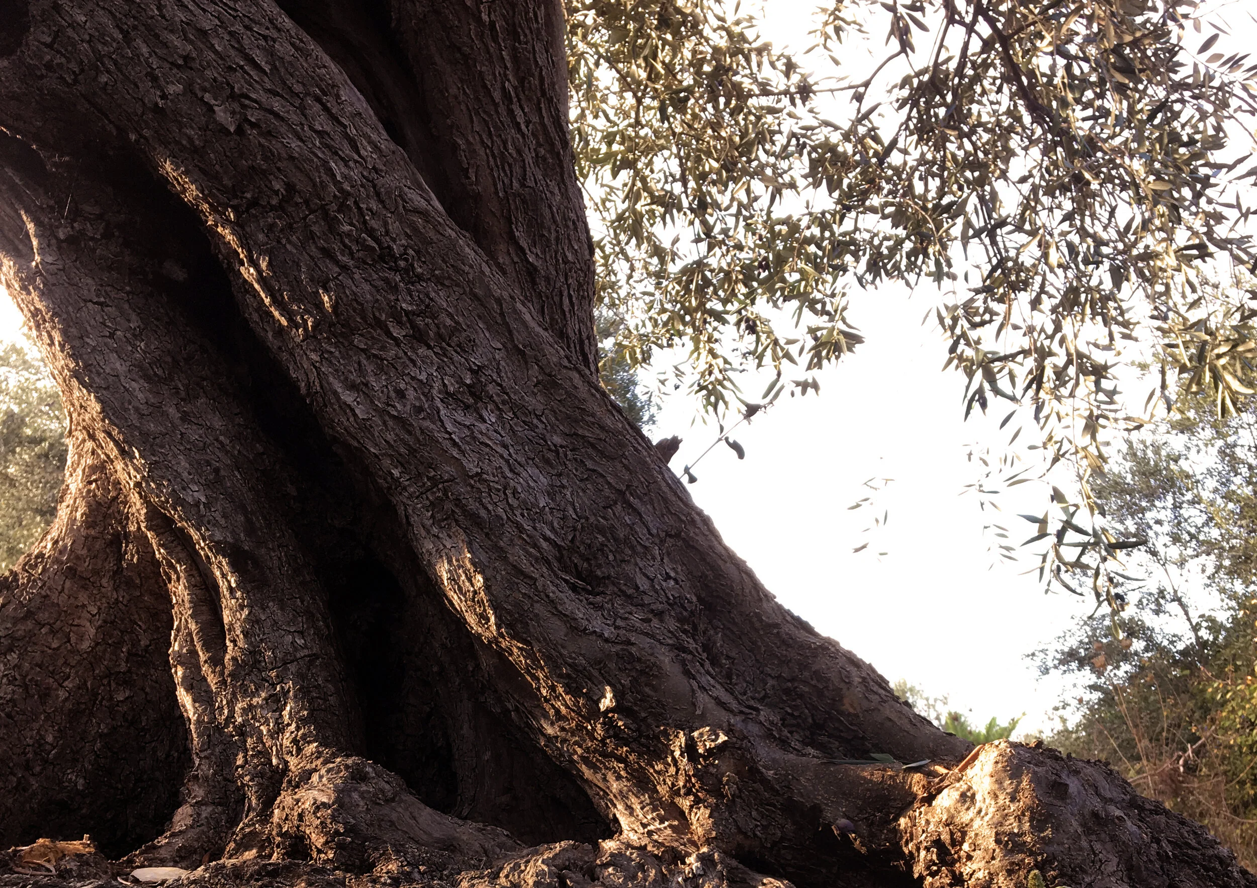 IMG-3846._orizzontalejpg