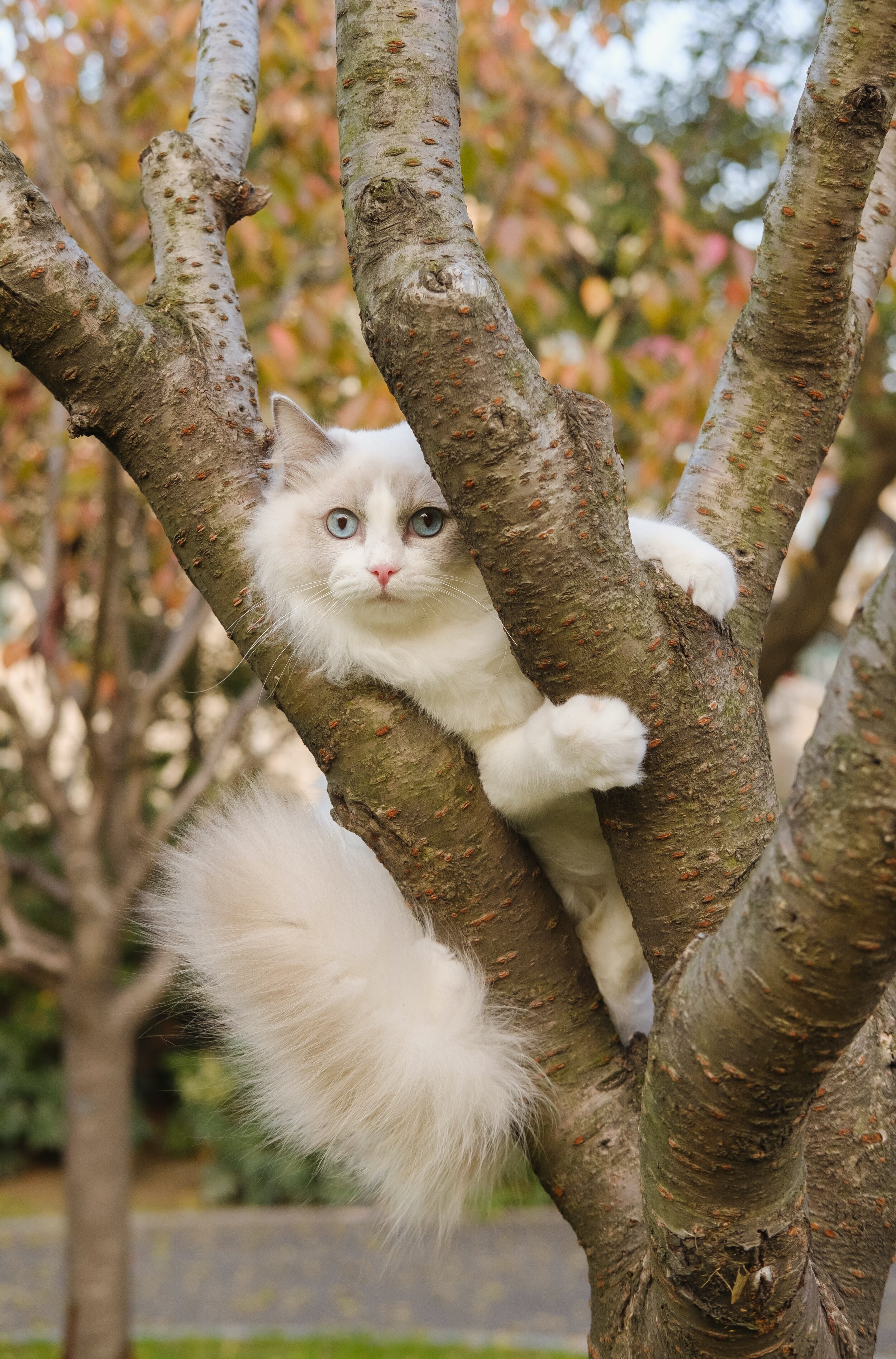 Een pleidooi voor de kat uit de boomkijkers