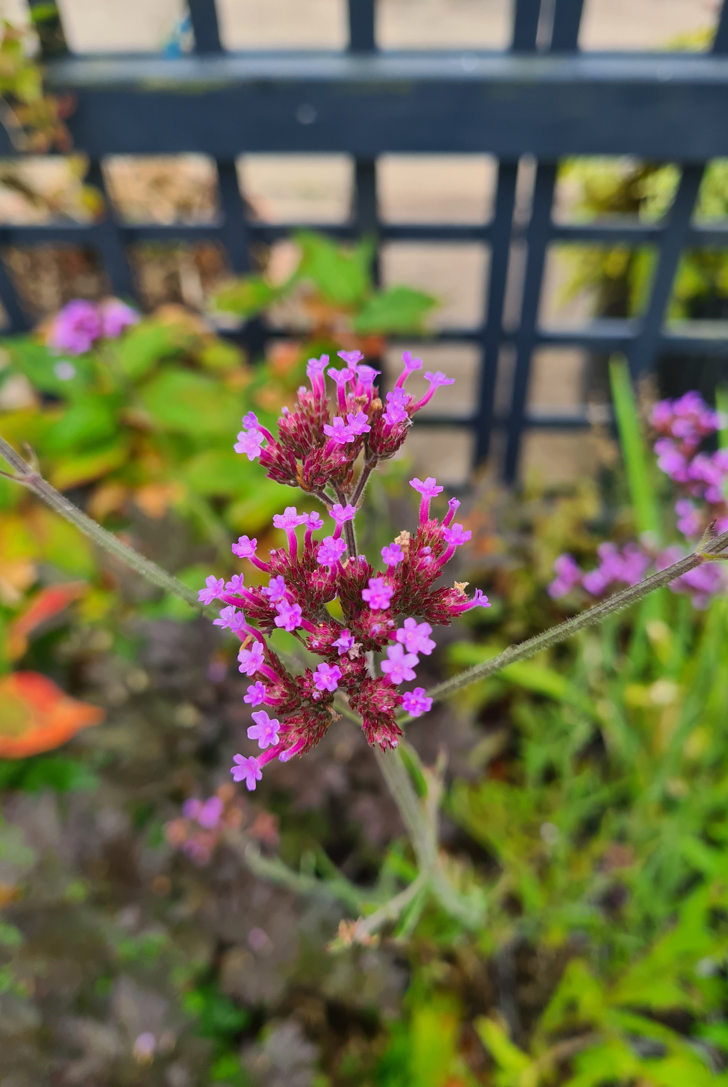 Verbena bonariensis // purple top