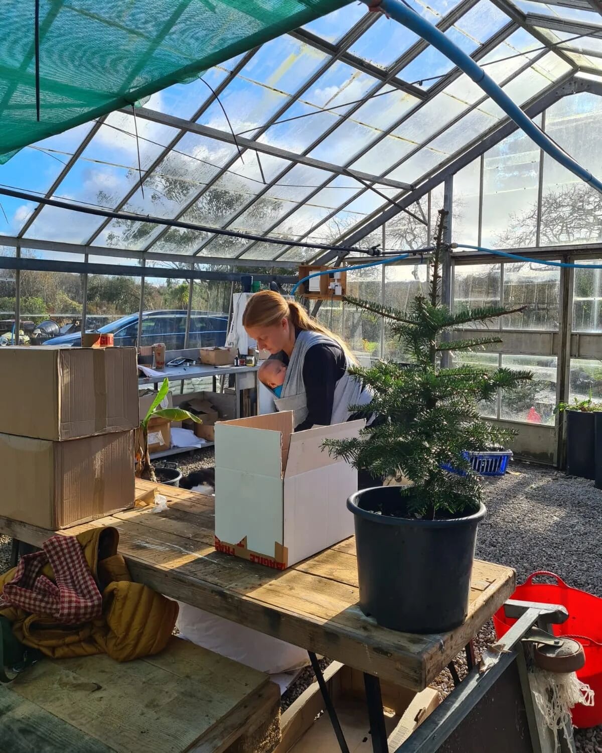 What life looks like at the moment✨️ 

Packing Christmas trees this morning. 🎄Only a few left as the rest will be going to @the_big_christmas_market next week, so ill add them to my stories for you to shop!💚 

If you are local to truro you'll find 