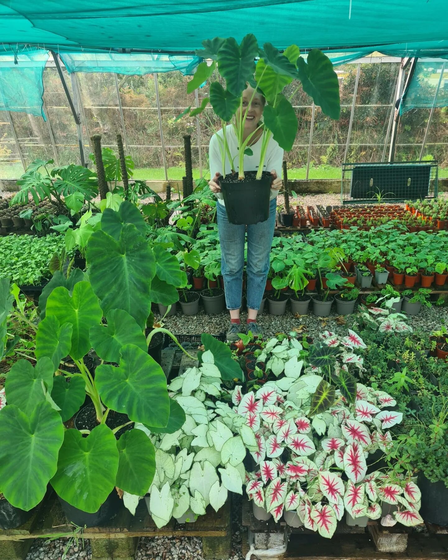 Large Colocasia esculenta and Colocasia esculenta 'Aloha'  are now online!

Christmas bundles are also ready and raring to go!!
I'm sending out a wordy newsletter tomorrow because I have some BIG news too, so if you want it, sign up on my stories 🍃 
