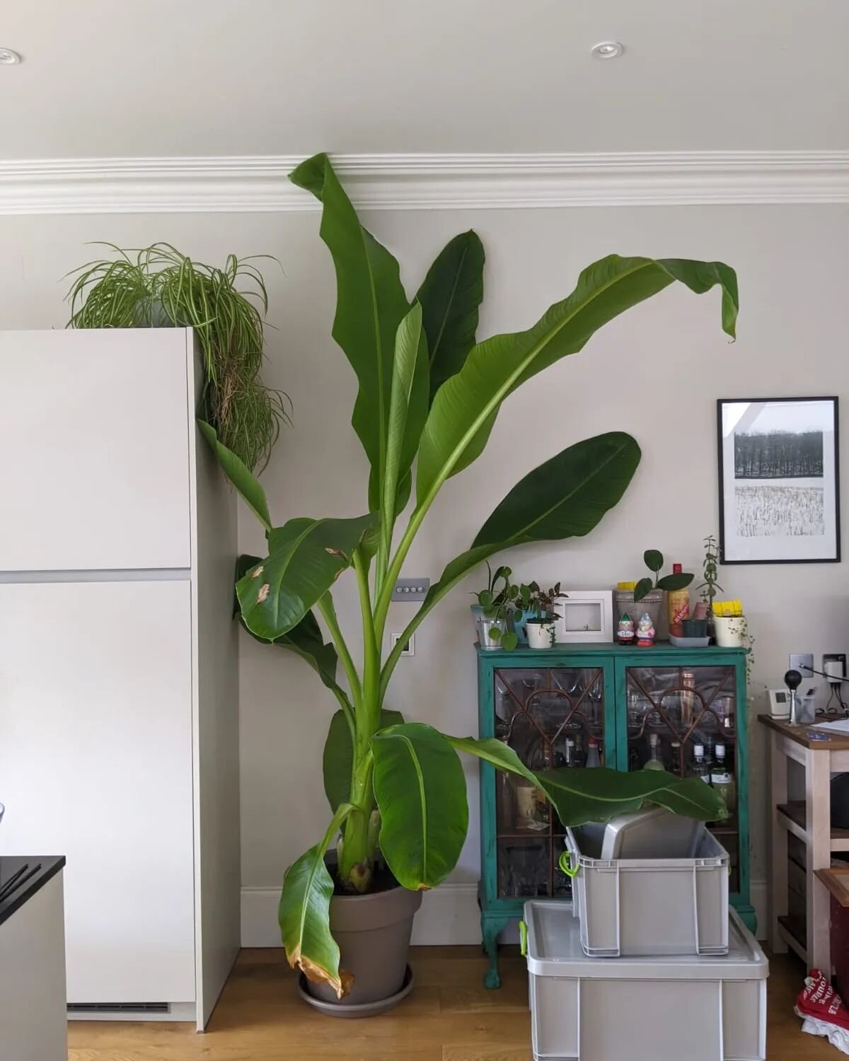 🍃 Swipe to see how this Musa : banana plant started. 🍃 

A wonderful customer and now friend @jonos.bakery bought this tiny Musa in November of 2022 and now look at the size of it!!!!
@harriets.plants has only 3 'grow your own banana' kits left on 