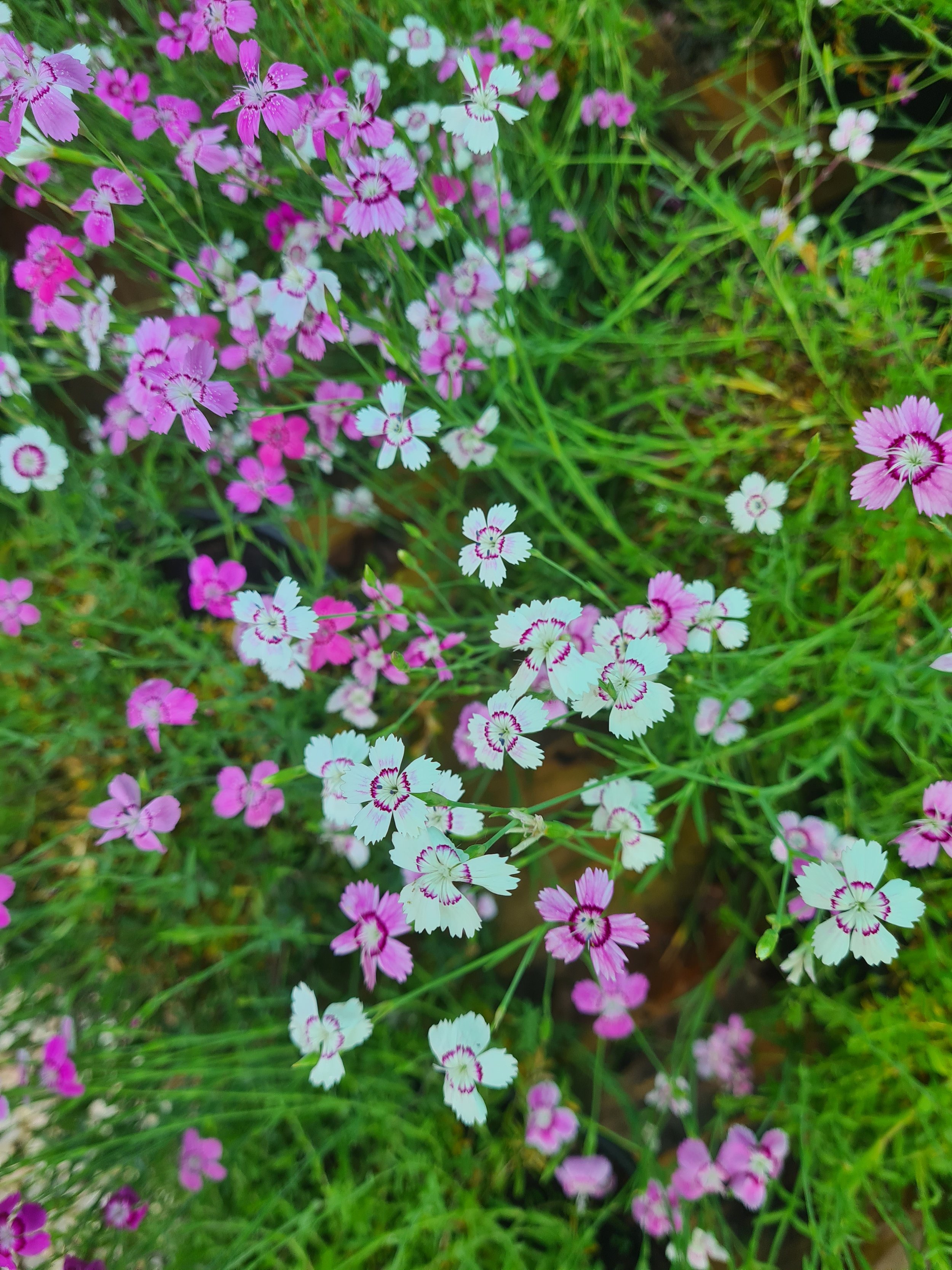 processed_ff75d92b344b459491d3c598a43c472d.jpeg