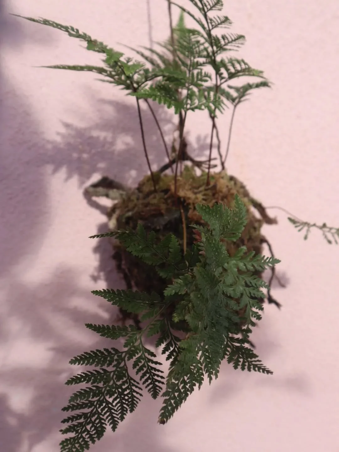 Truly sustainable Kokedama is in the making and ready for you.
Limited availability and made to order. 🌎 

4 plants to choose from:
🍃 rabbits foot fern
🍃 Christmas cacti - many coming in to flower now
🍃 saxifrage
🍃 x Sedeveria

All made wiith ca