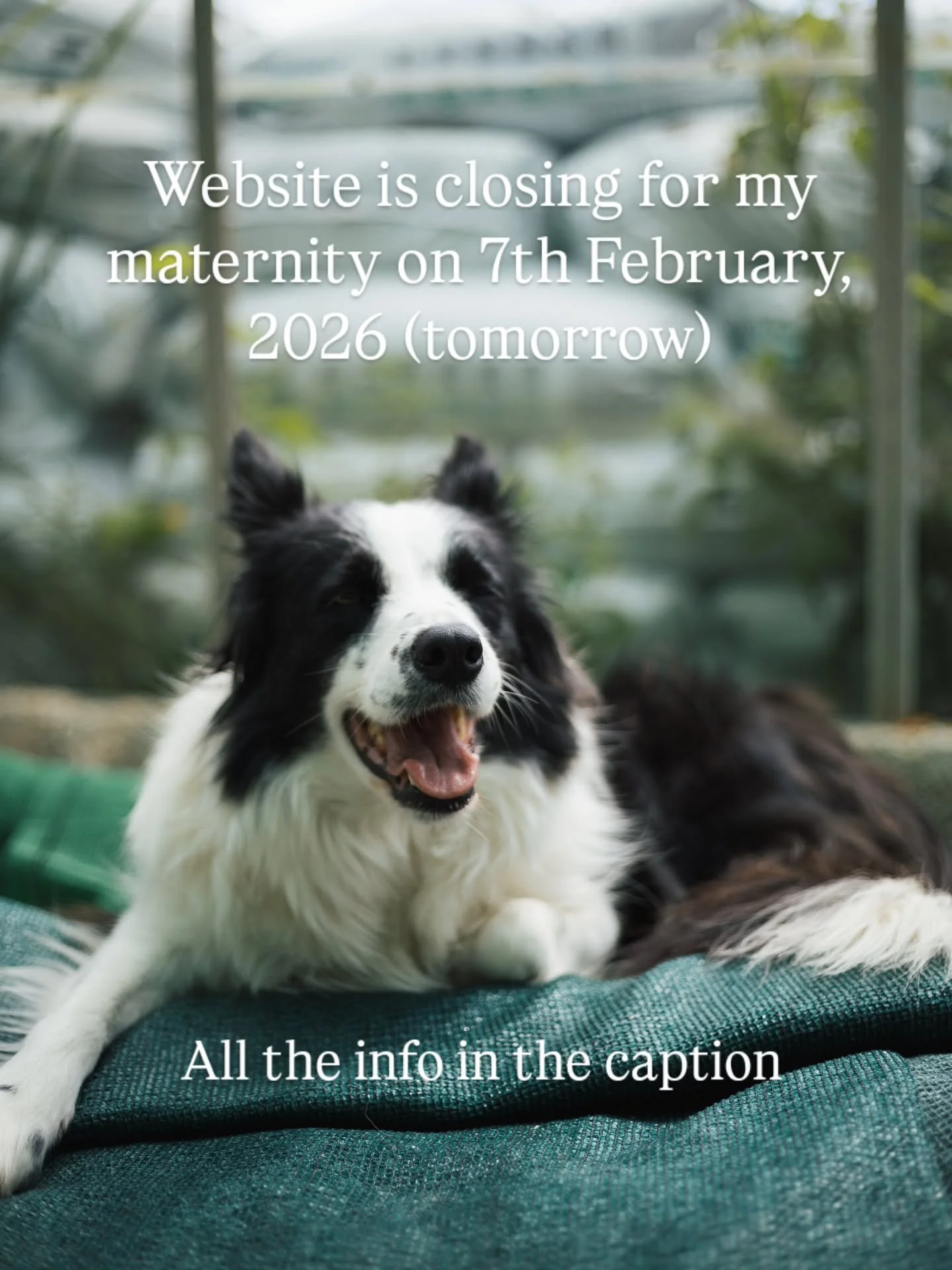 I didn't do this with my first child and regretted not being able to completely switch off in this deeply nurturing and sacred stage of my life. 🌎 

This year is going to be different for Harriets Plants with only 4 x completely seasonal plant drops