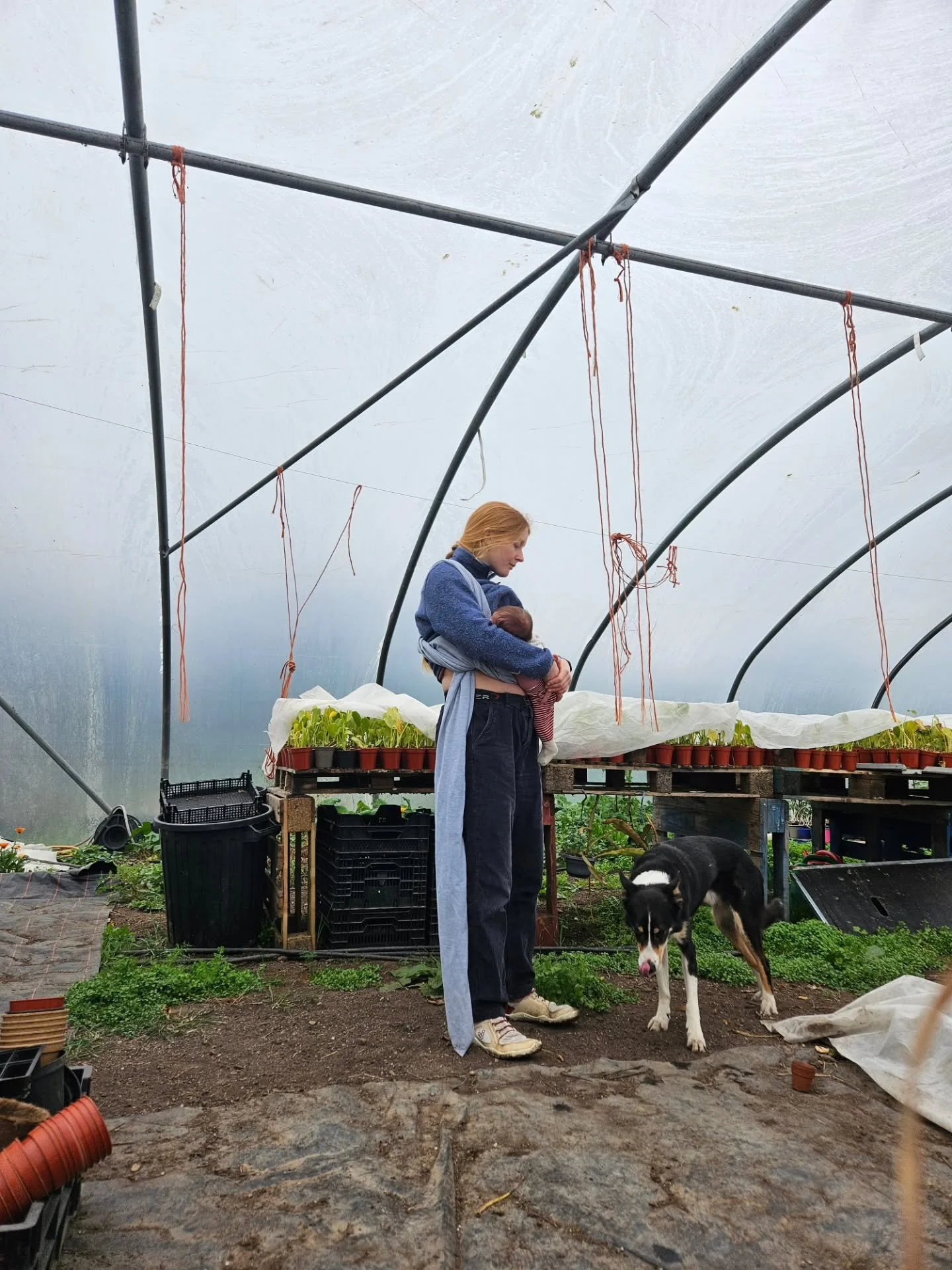 INTRODUCING...

🍃 Mara Nettle, the newest member of the @harriets.plants nursery. 26.02.26 🍃 

Her birth was wonderfully magical and Ill never forget how both of my babies landed in the world. I utilised plants throughout my whole pregnancy and lab