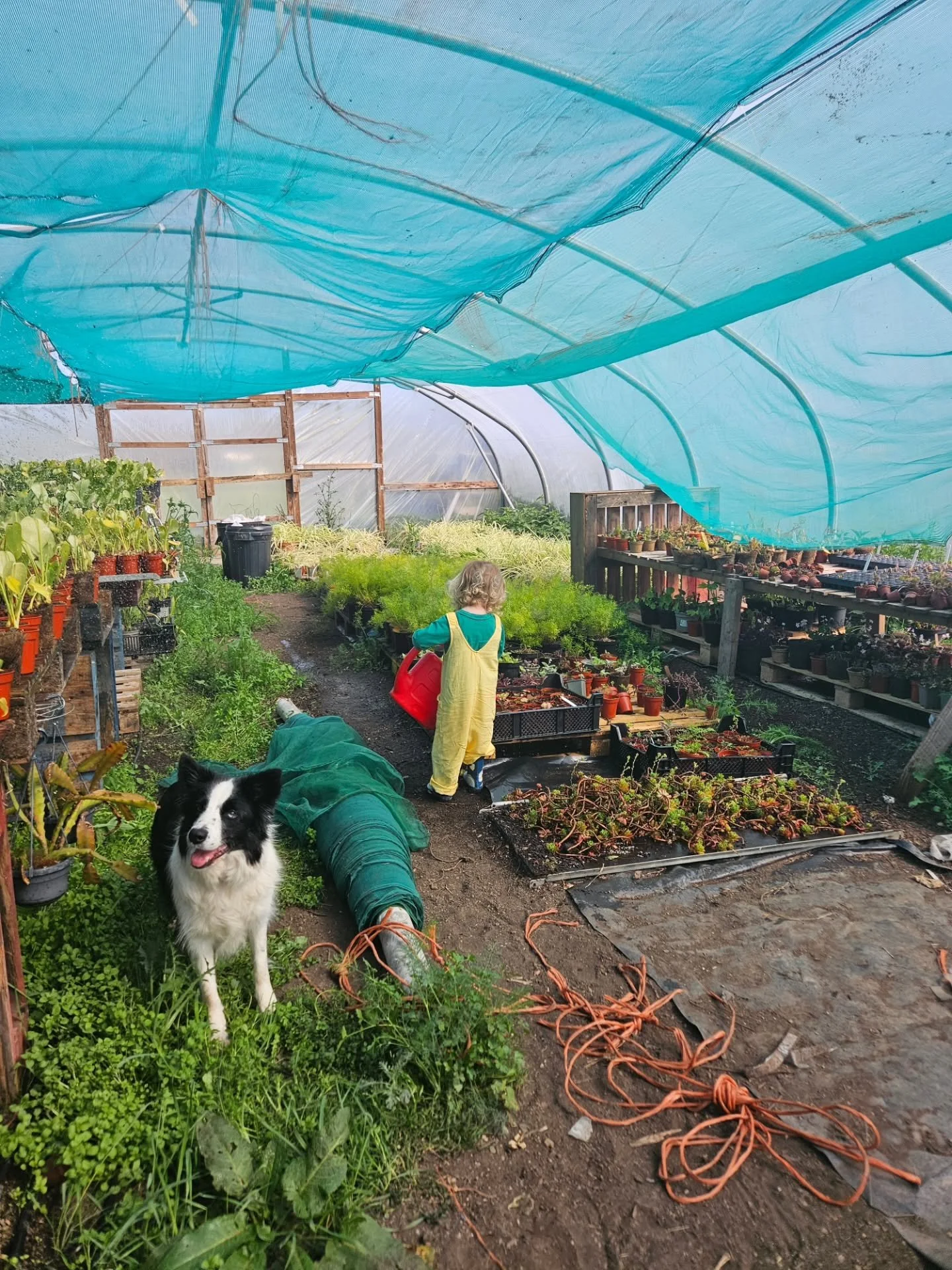 A little bank holiday update 
✨️I NEED A LITTLE HELP ✨️ 

Looking for volunteers for next weekend up at the farm to help with the following jobs;

Mowing
Sowing
Watering
Laying cardboard
Weeding
Tidying
Potting up
Putting up shade netting

10-2 Satur