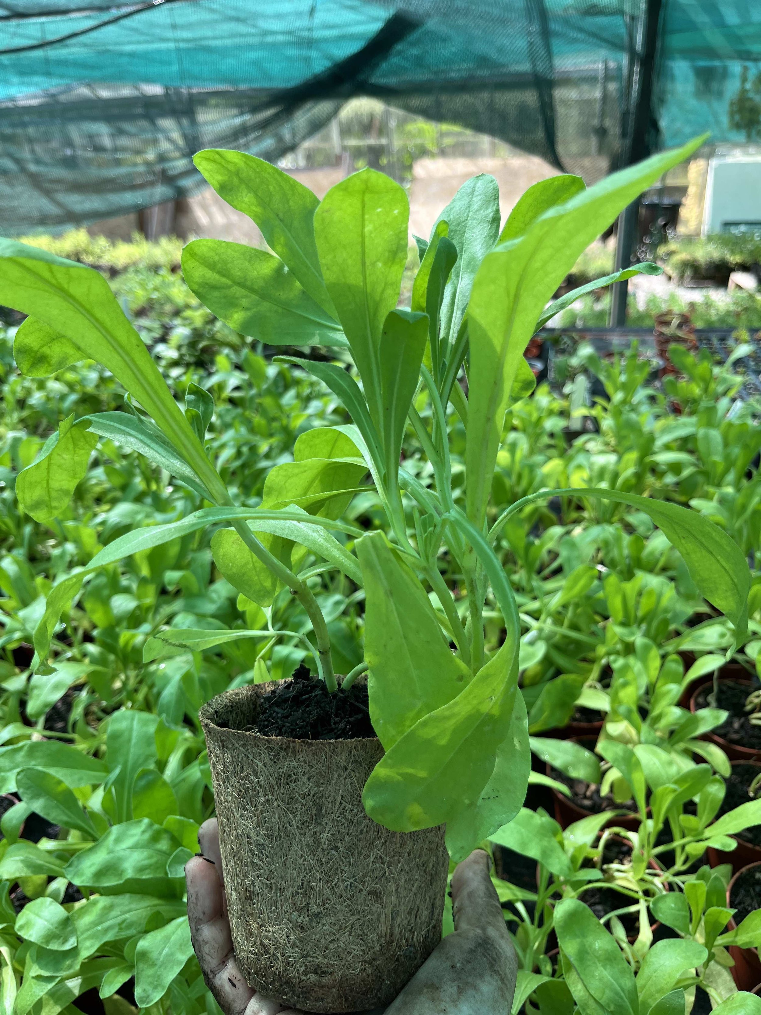 Calendula.jpg