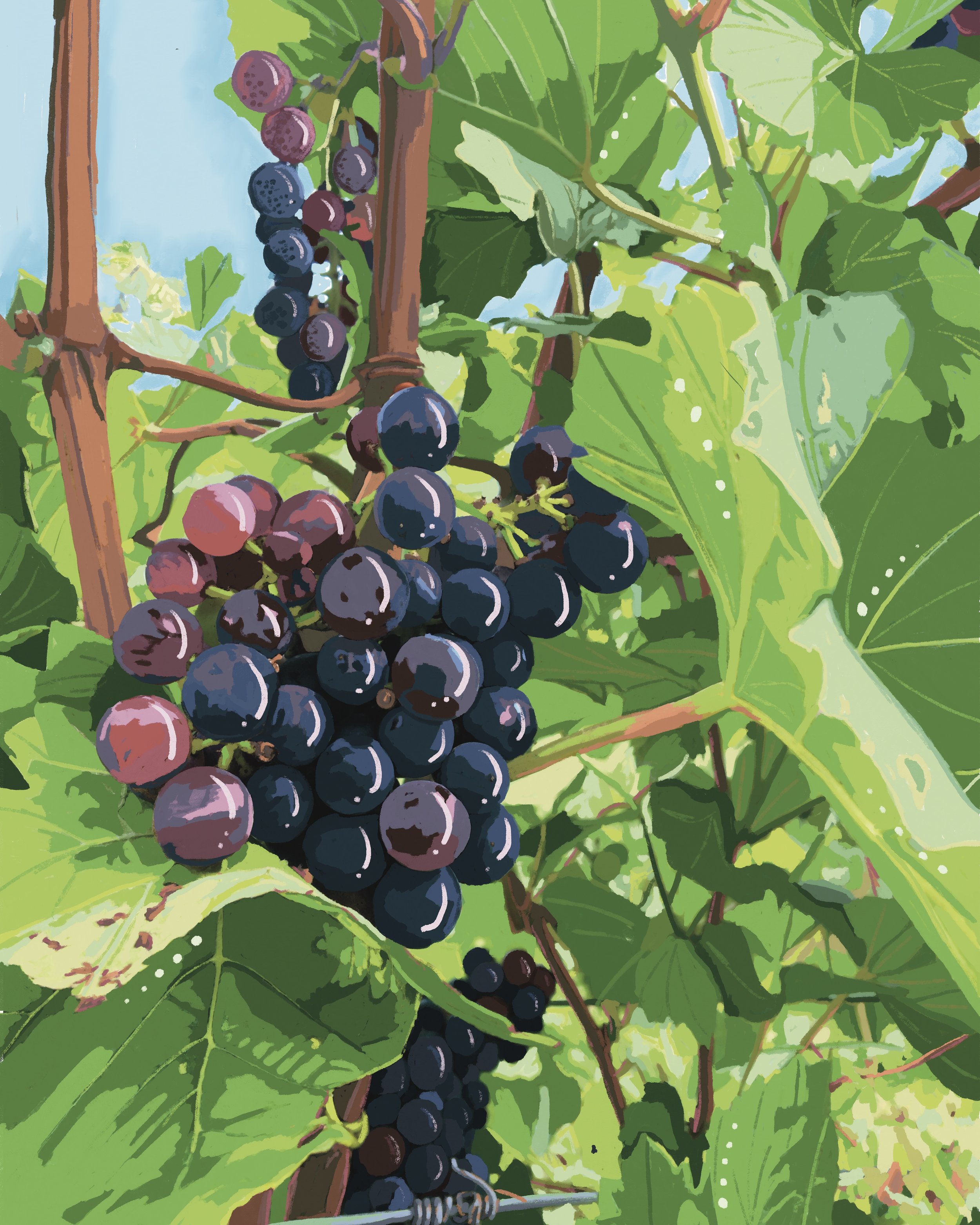 Vineyard - Digital Art