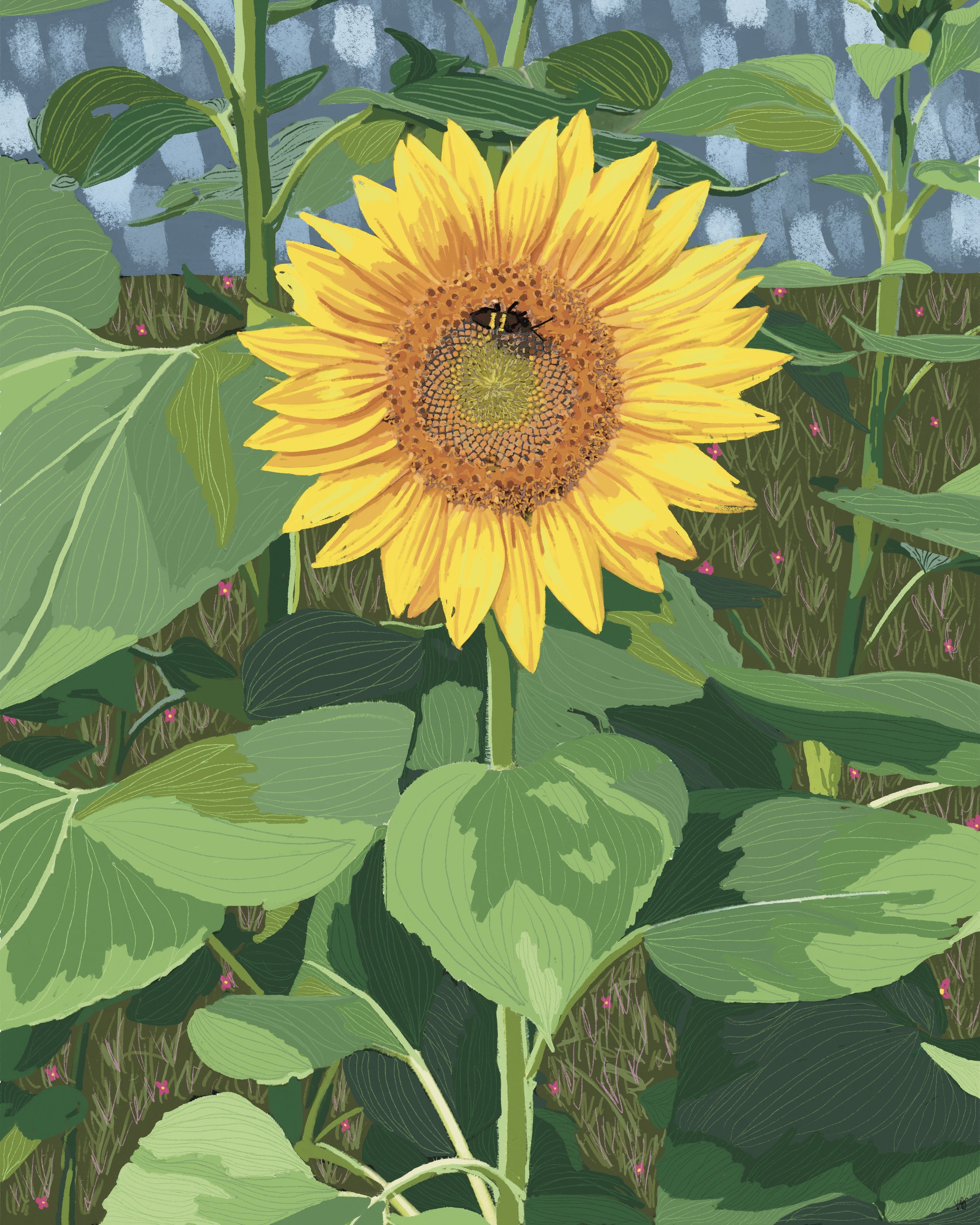 Sunflowers