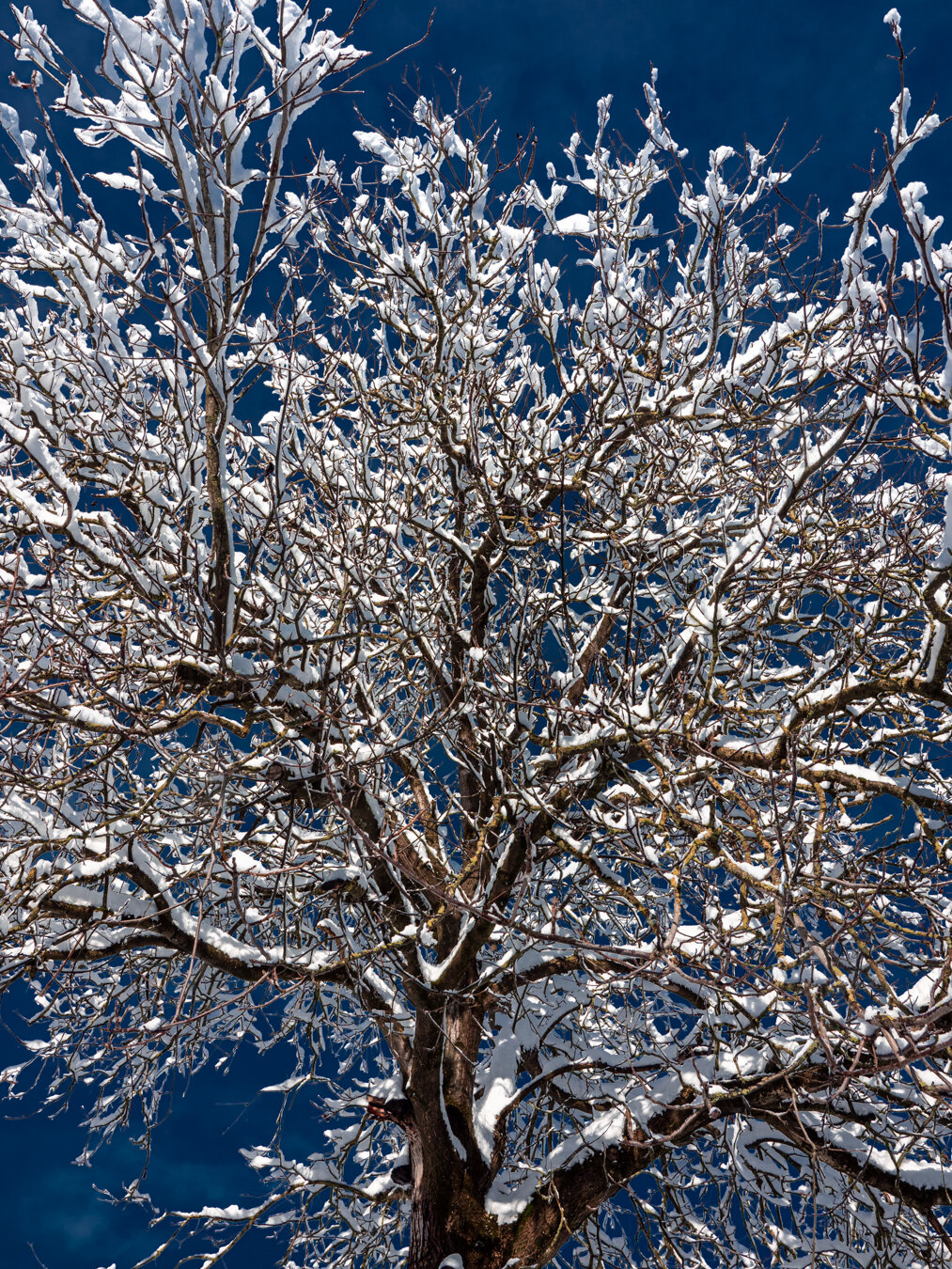 schneejuhe9.jpg