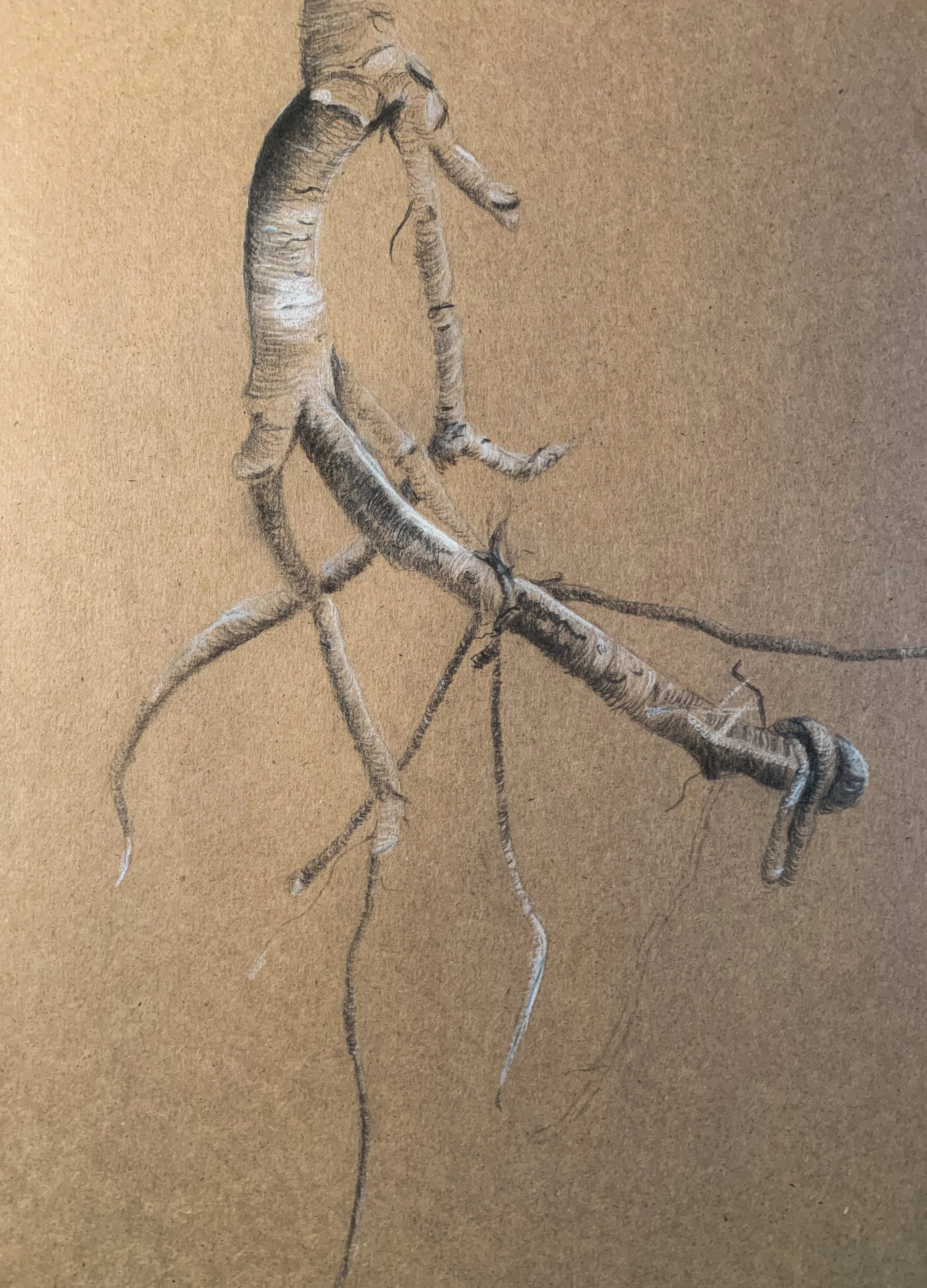  Graphite on brown paper 