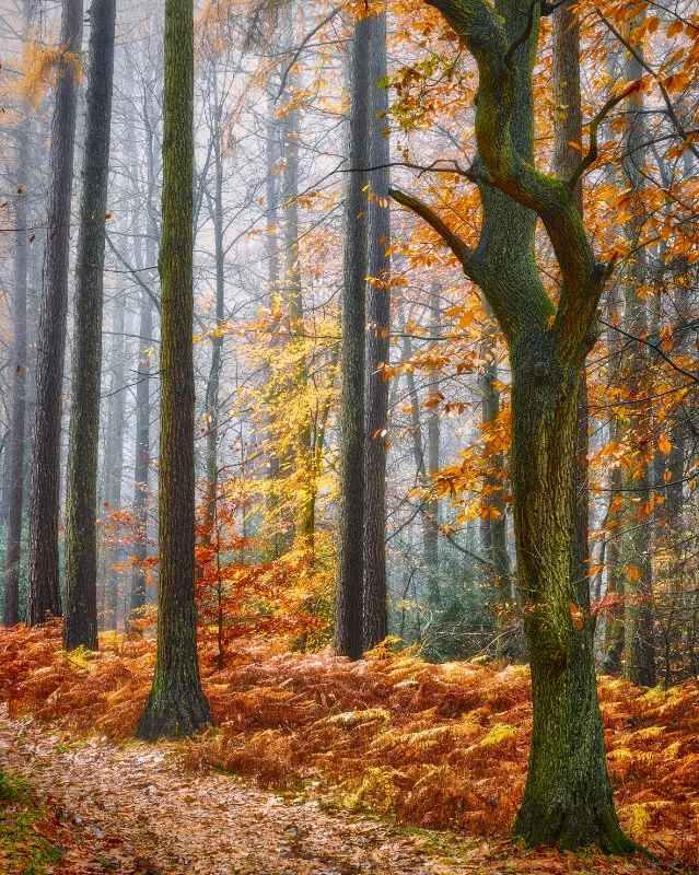 Autumn Woodland