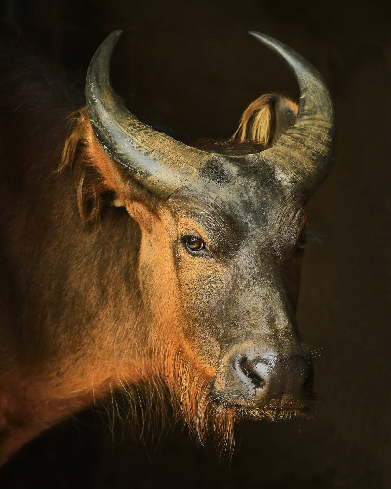 Congo Buffalo