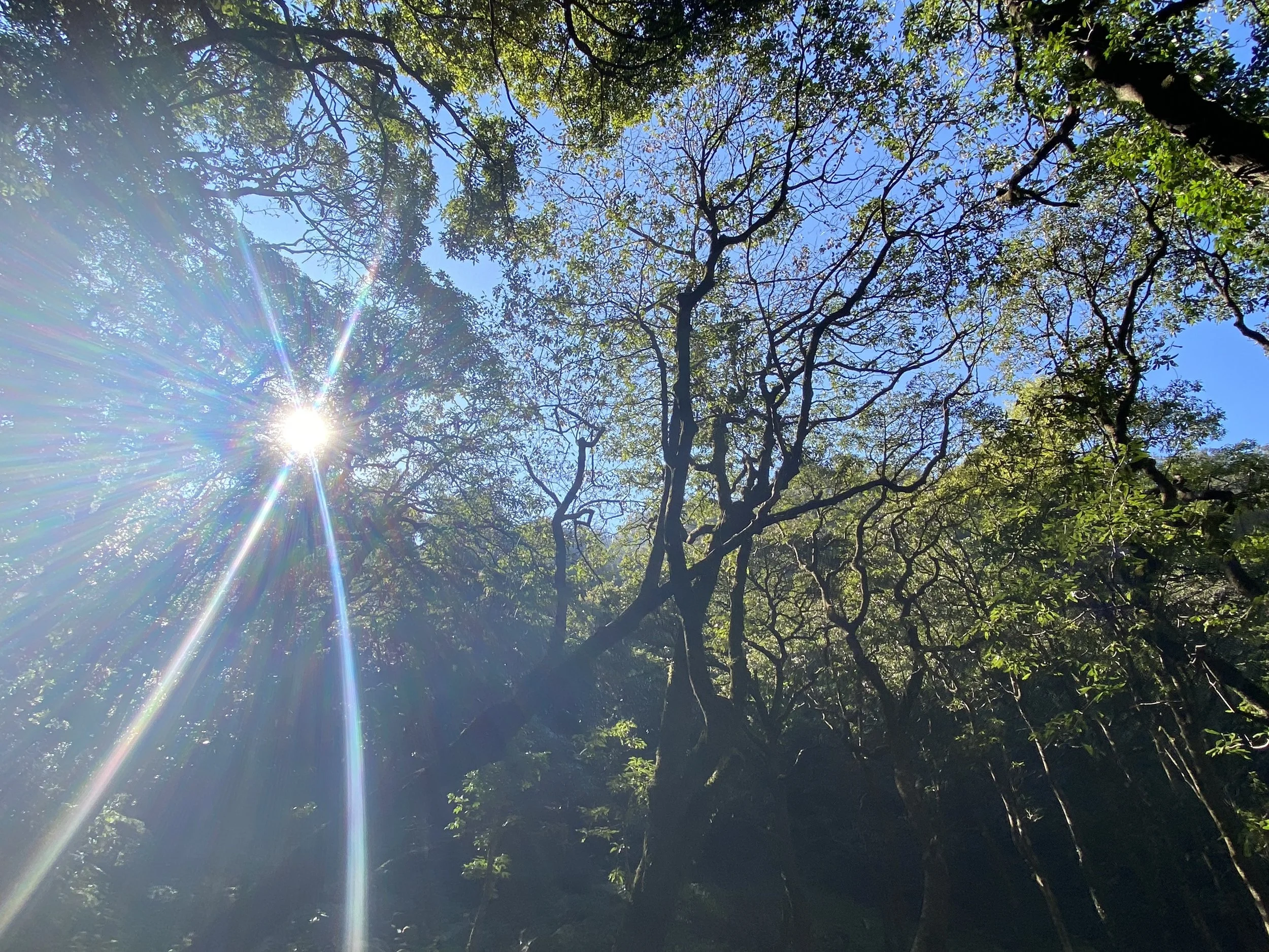 Hymns for Longing and Loving