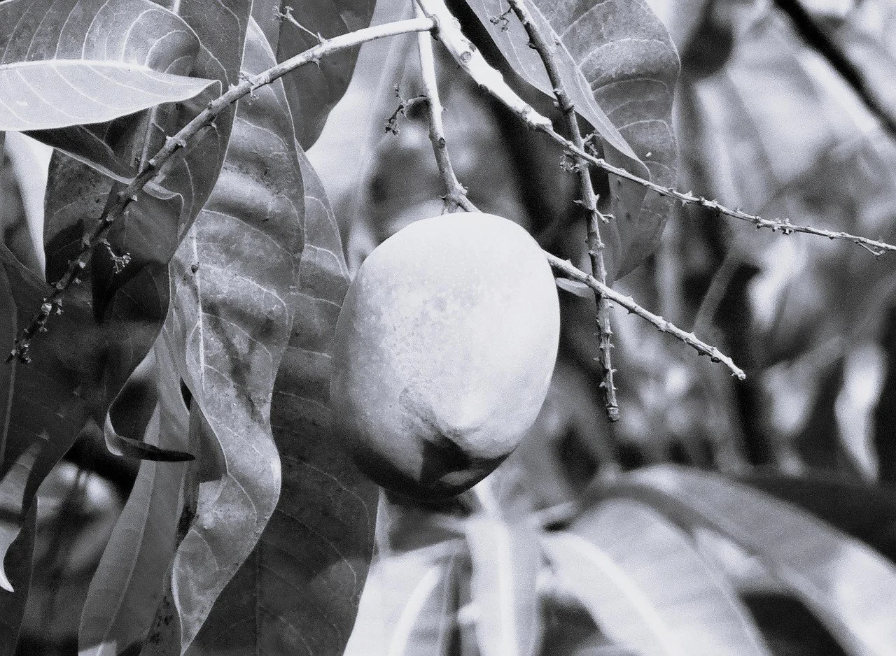 Love is a Seasonal Fruit: On Intimacy Under Capitalism