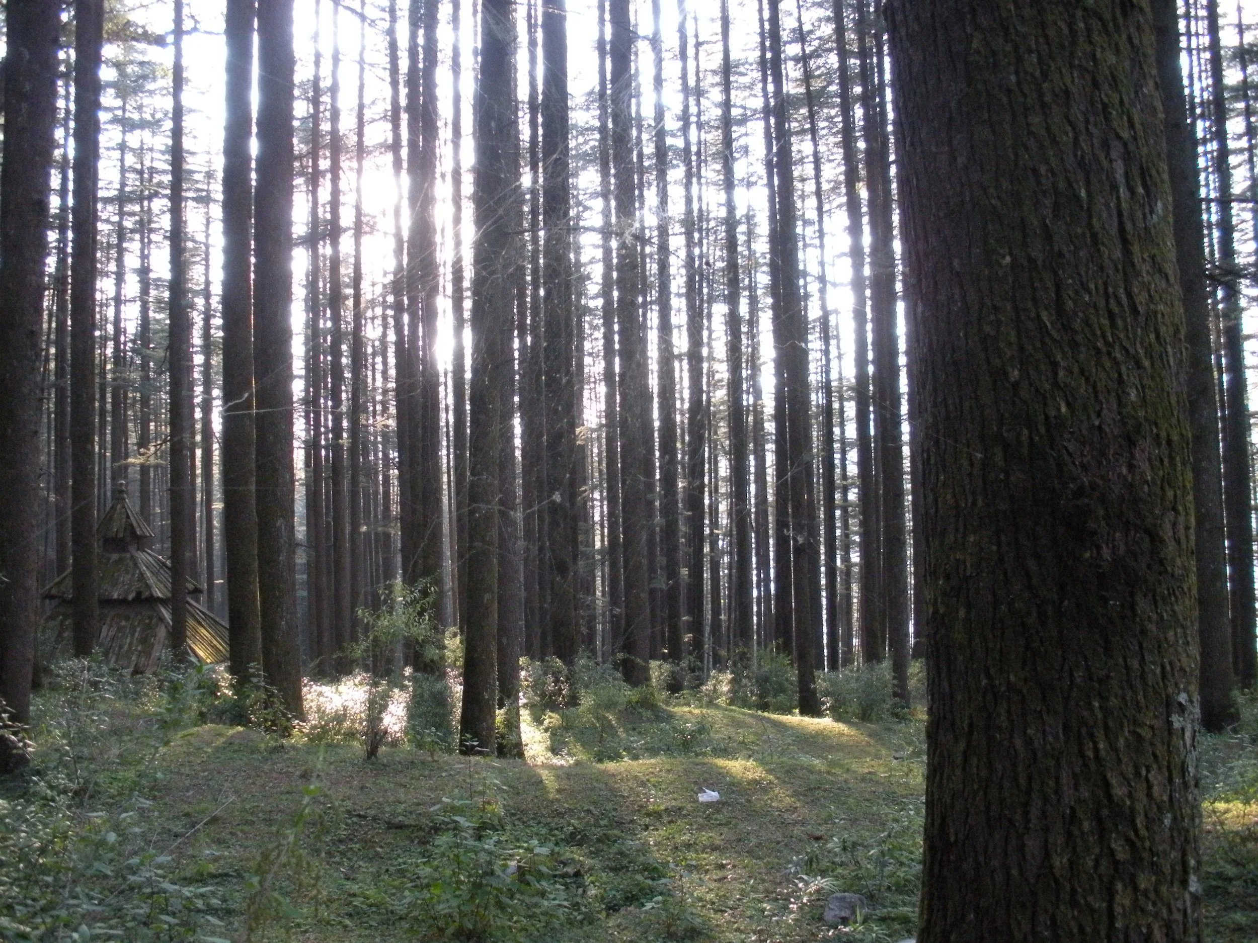 “Until the Last Light” – Three Poems by Sindhuri Rao