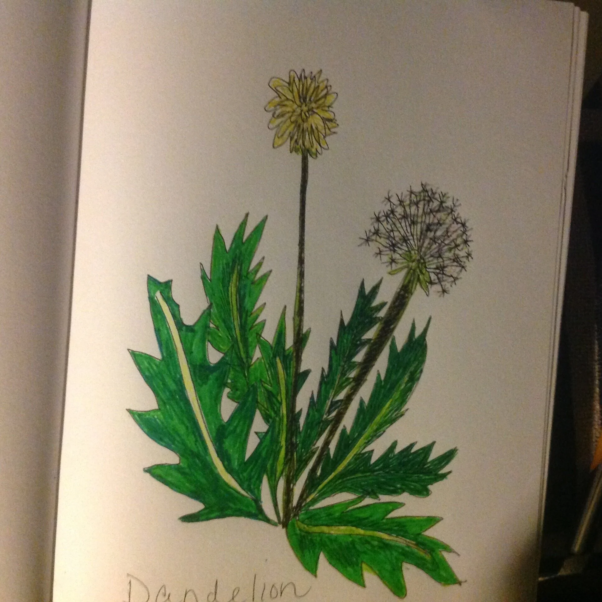 Dandelion