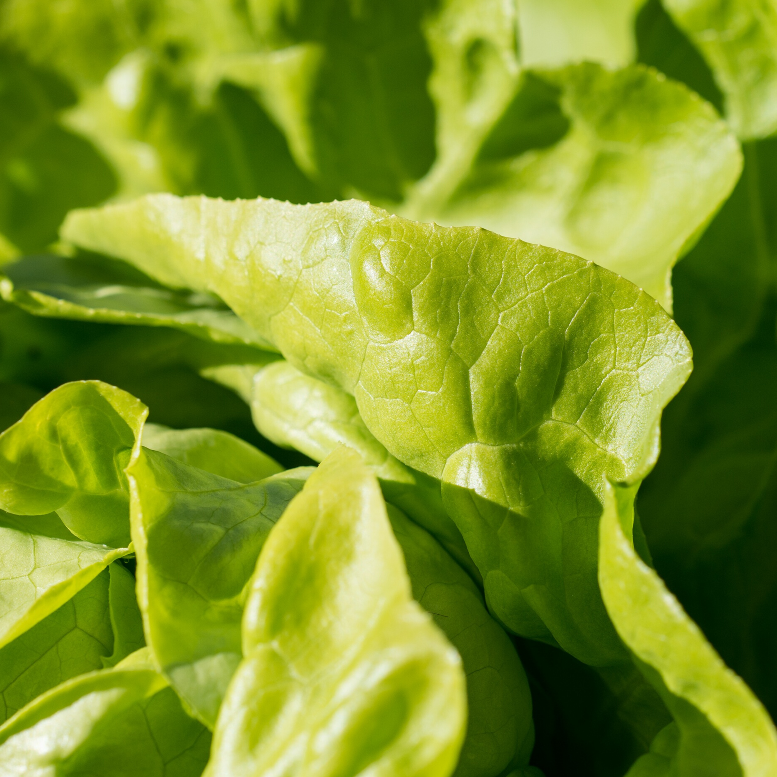 Butter lettuce wraps for the win