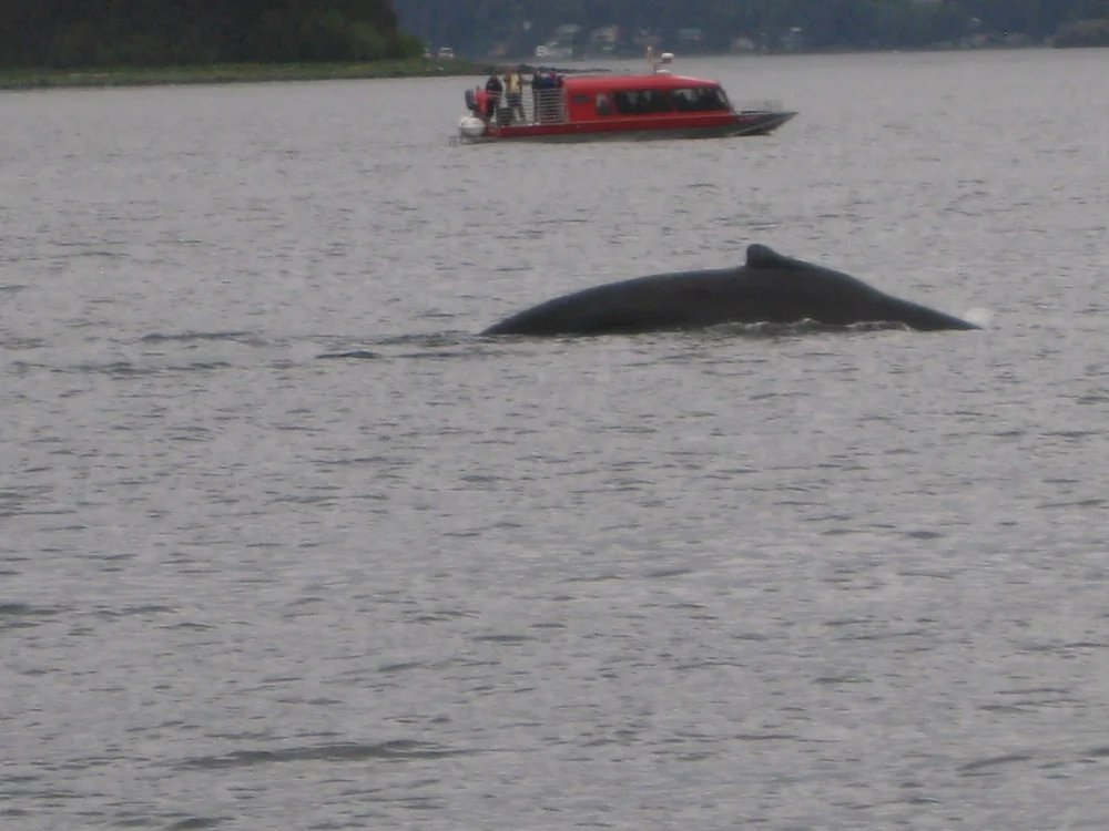 A whale , hooray ! Best day ever !  ;-)
