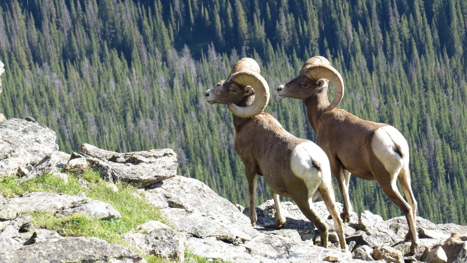 20140806_Rocky Mountain National Park_0528-001 back.JPG