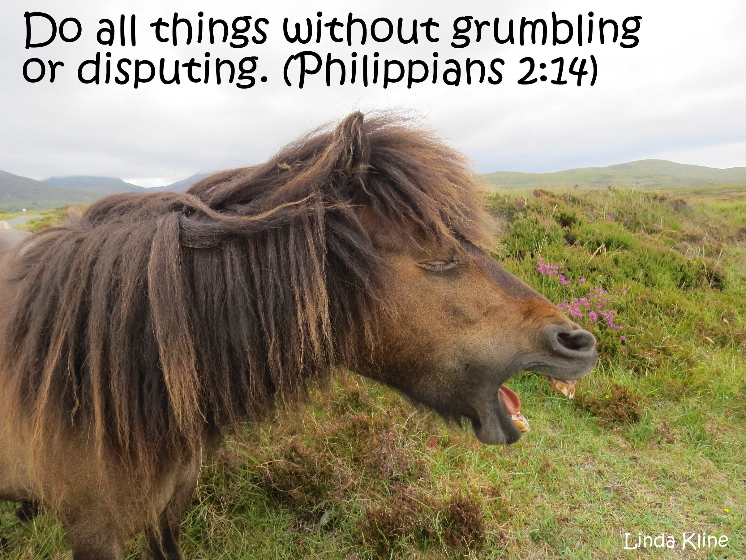 231-fb grumbling Scotland South Uist Ponies 7-11-2018 11-42-58 AM.JPG