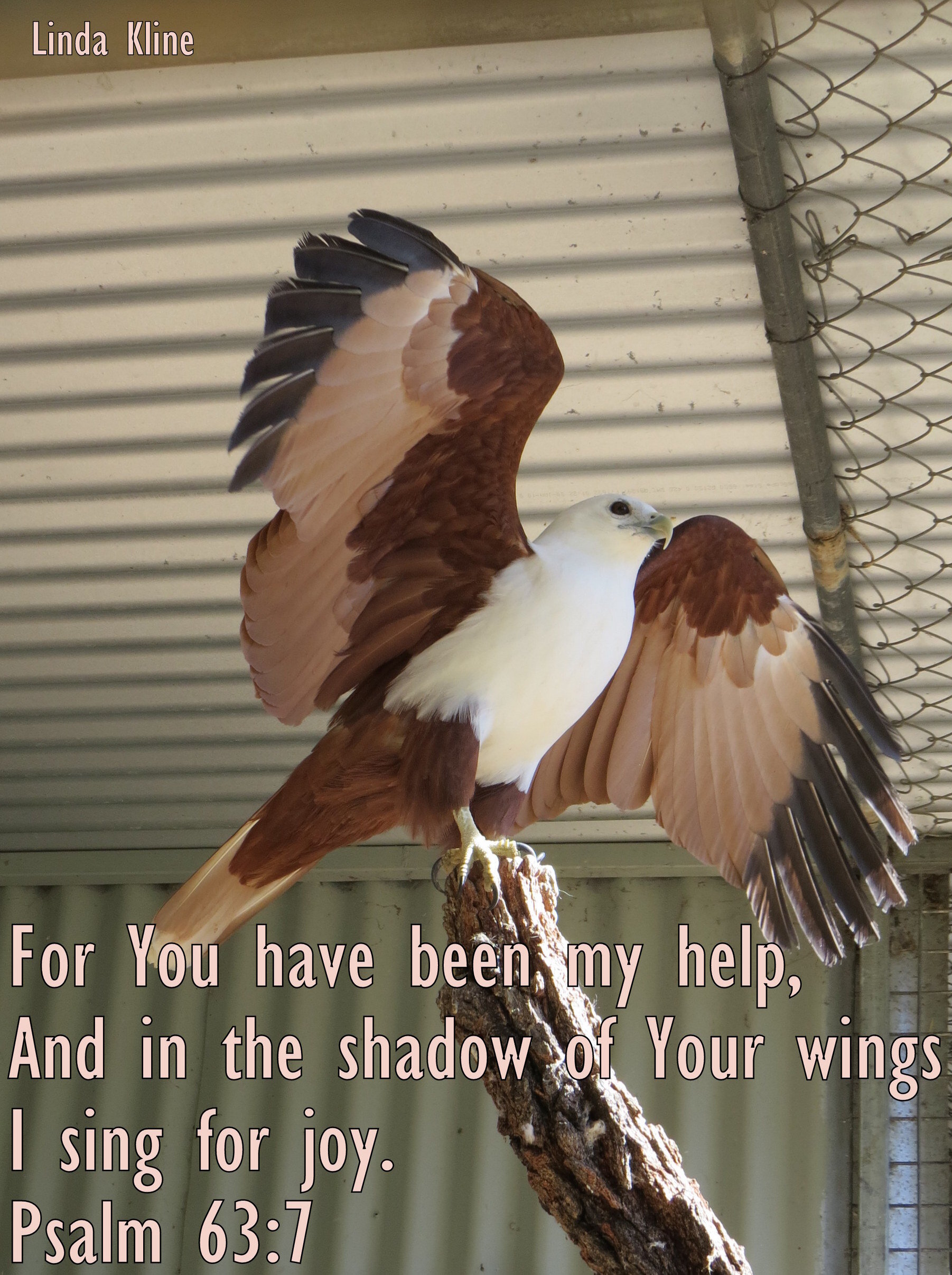 188-fb shadow wings.JPG