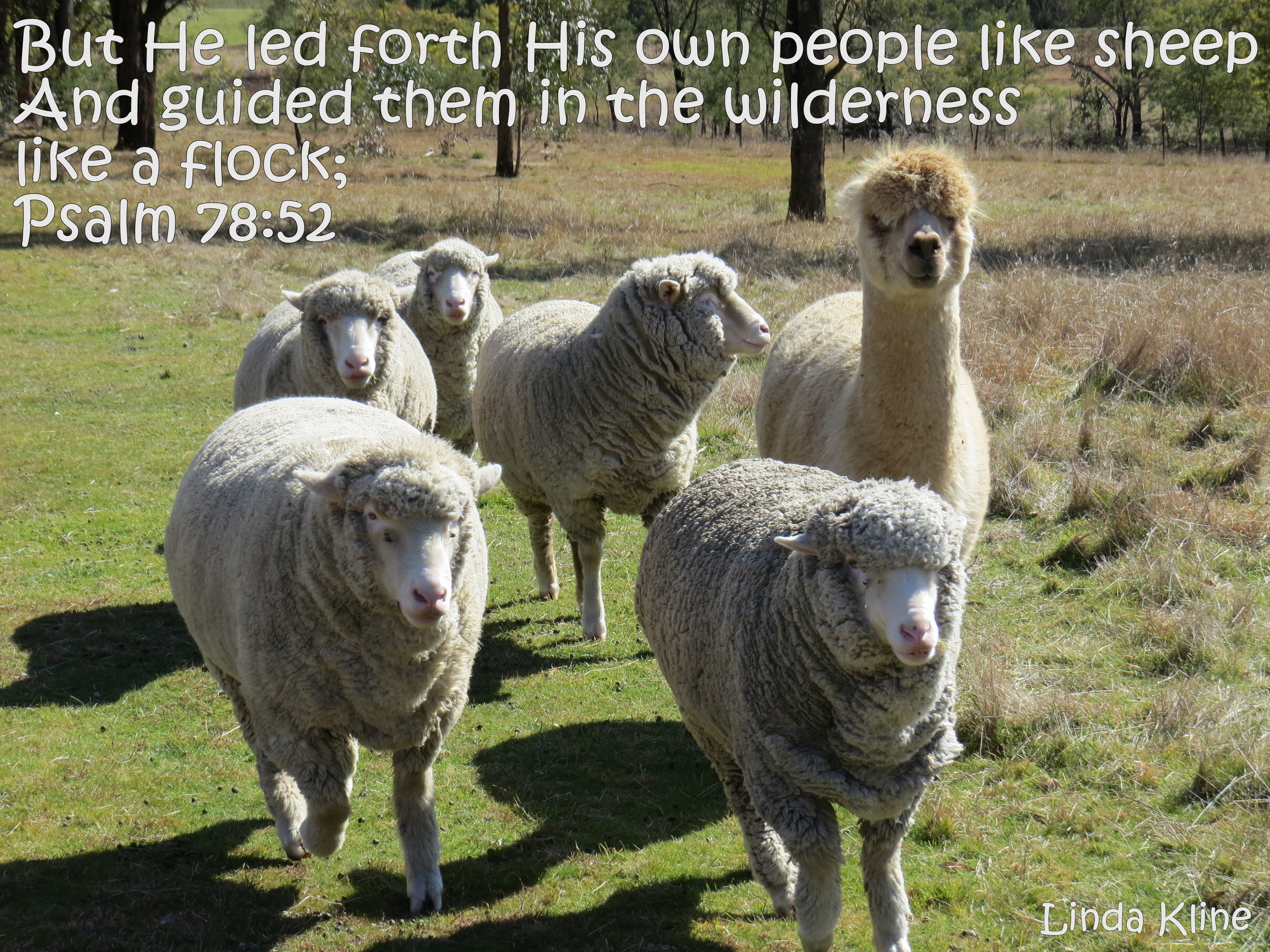 183-fb like a flock.JPG