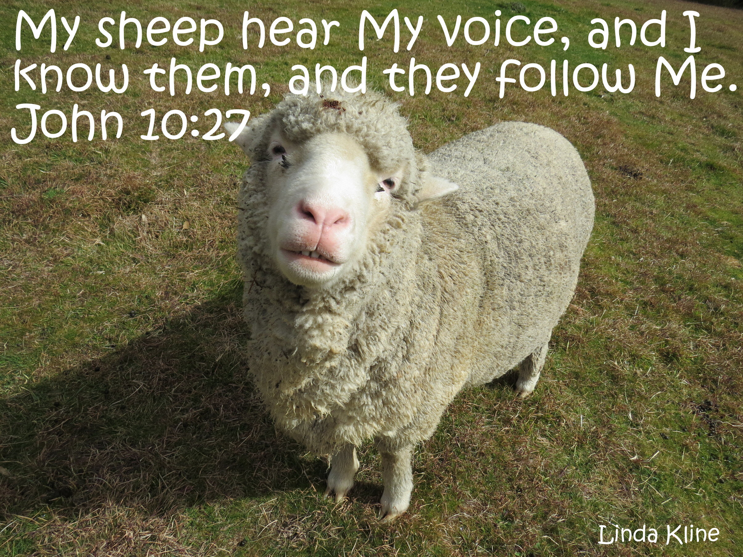 180-fb sheep voice.JPG