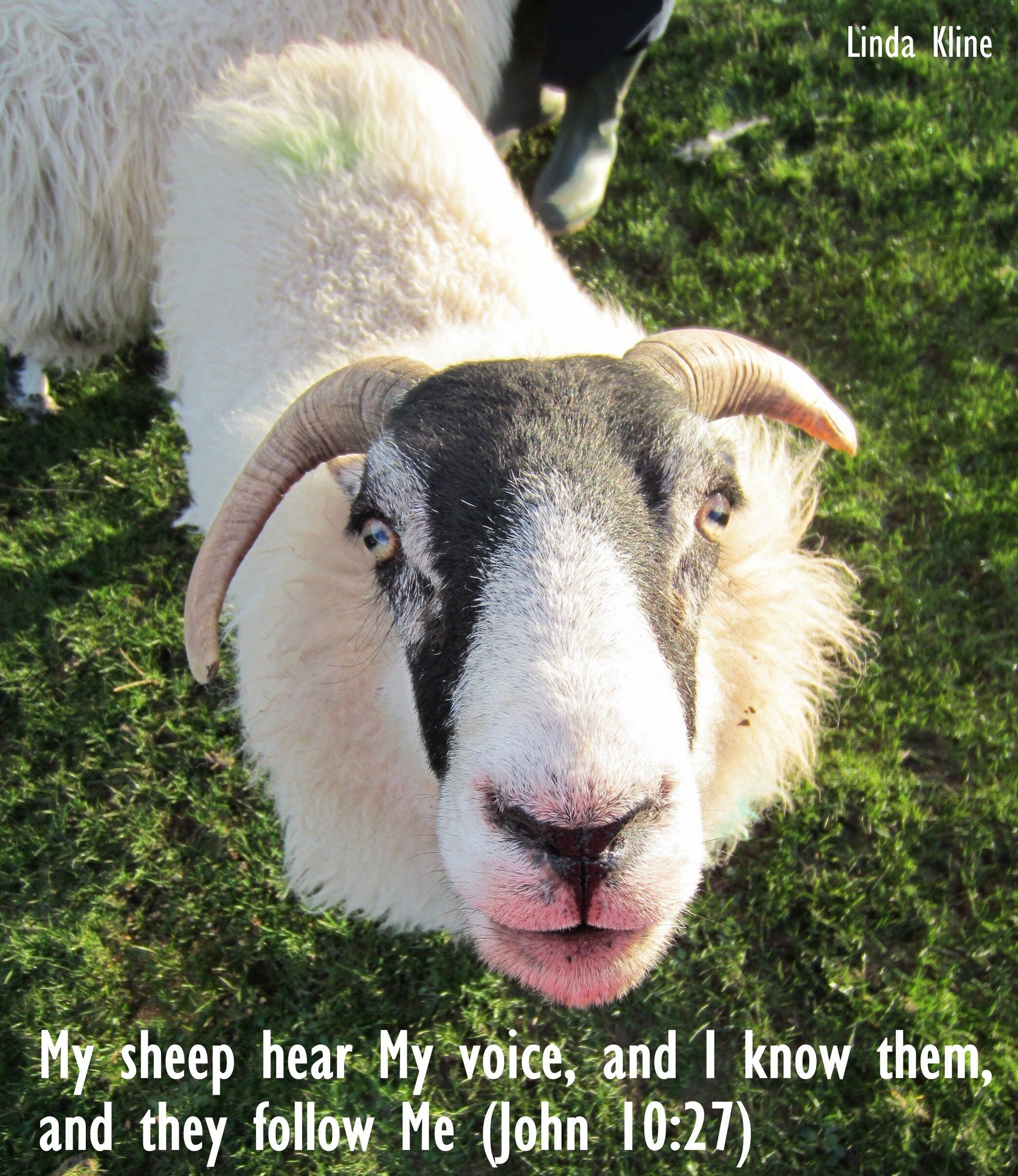 043-fb sheep voice 20120318_Scotland Auchinhoan_029.JPG
