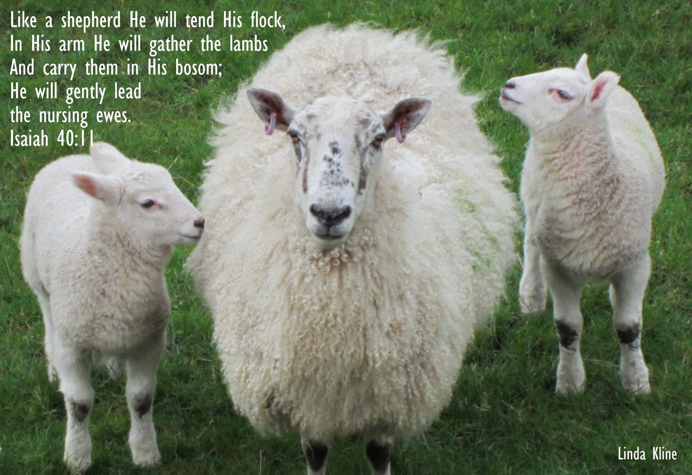 045-20120320_Scotland Sheep_021.JPG