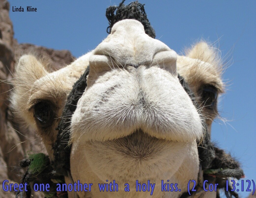 019-fb camel kiss.JPG