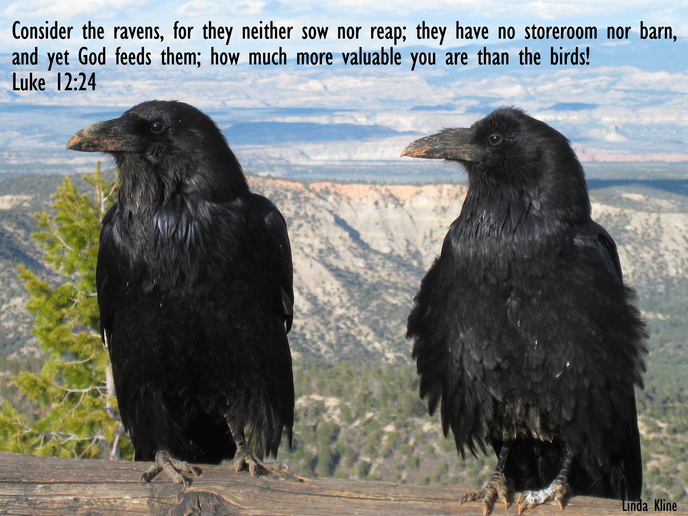 013-fb ravens 20110520_Bryce Canyon_358.JPG