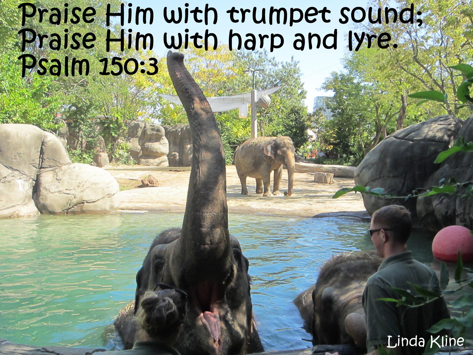 030-fb trumpet 20120930_zoo and elephants_454.JPG