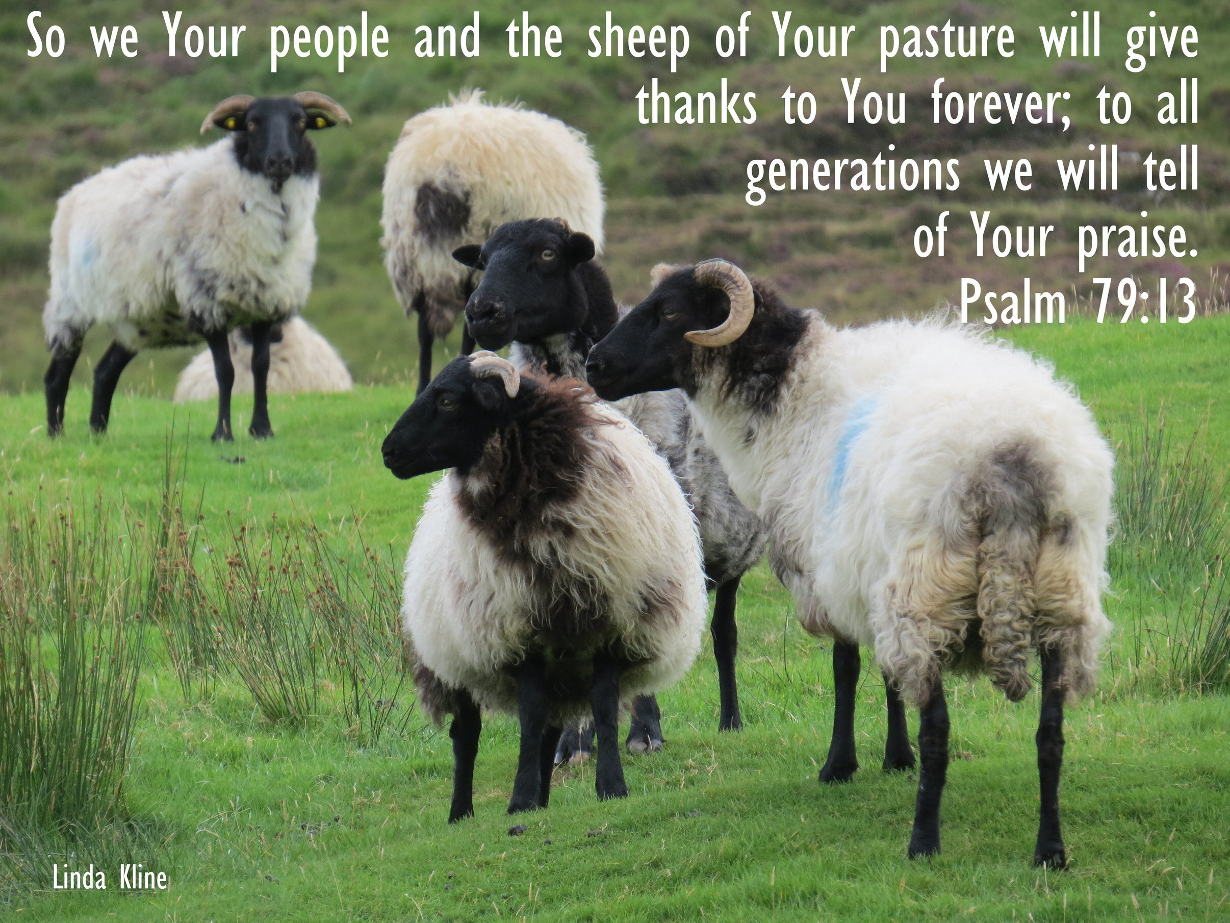 056-fb sheep 20160903_Ireland 10 Achill Island_0259.JPG