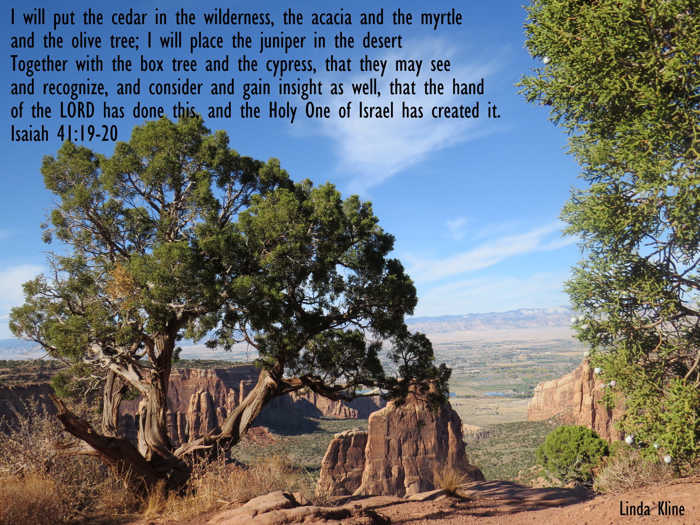 059-fb cedar in wilderness 20161013_Grand Junction and Colorado National Monument_0140.JPG