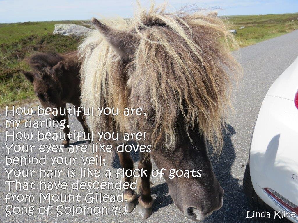 fb hair goats Scotland South Uist 7-9-2018 12-24-26 PM.jpg